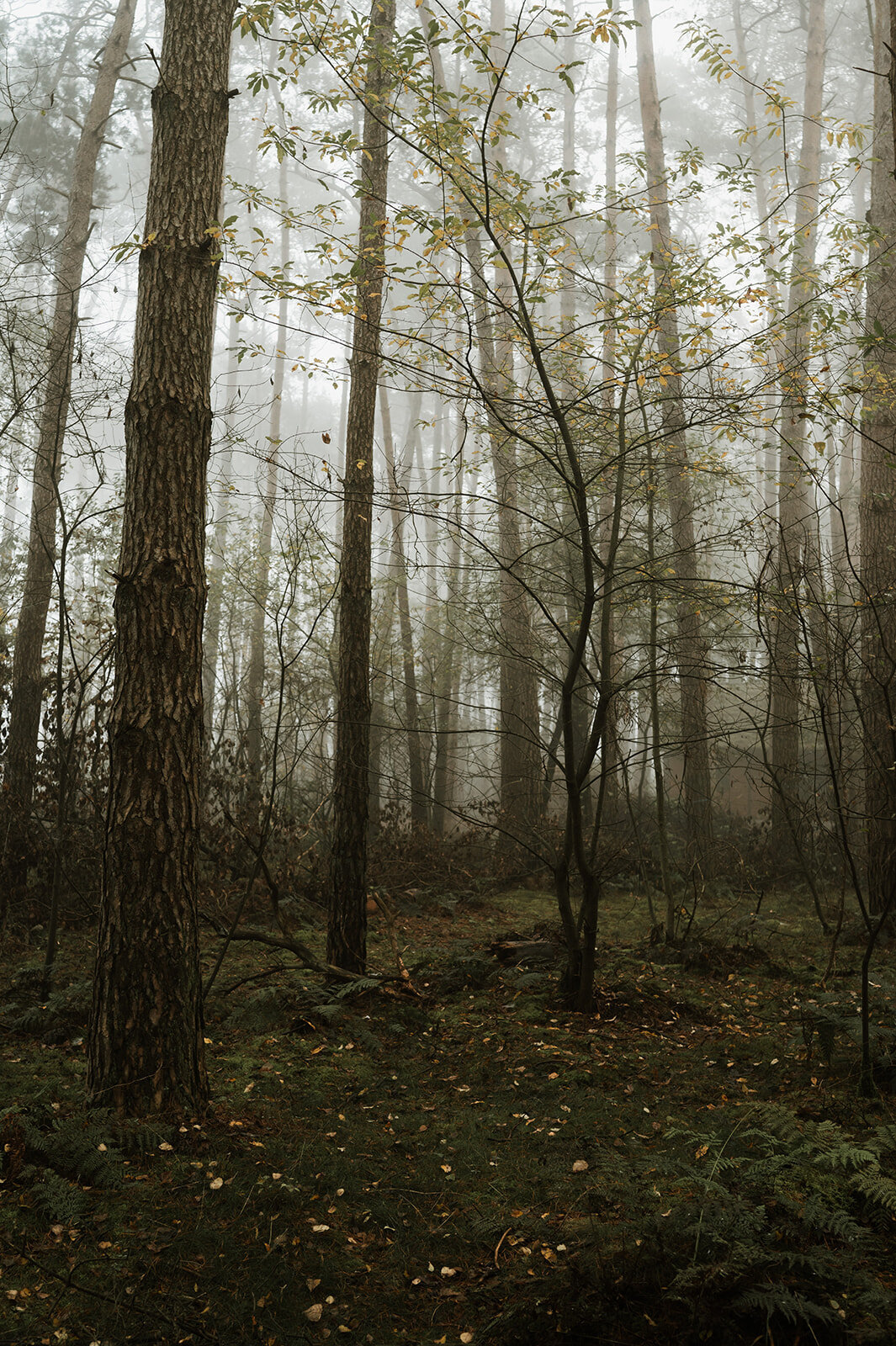 authentieke gezinsreportage in het bos