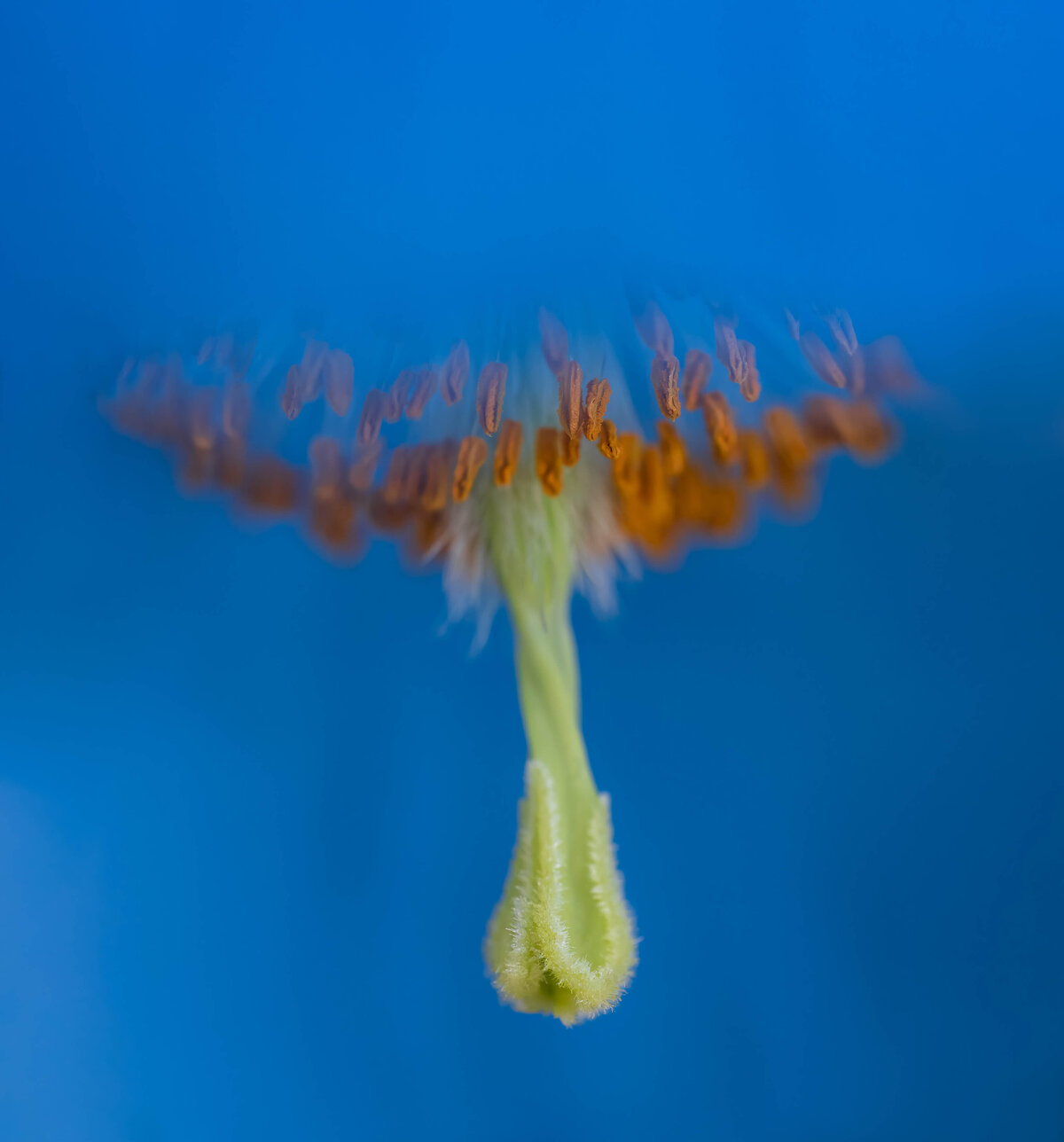 2022.04-Garden-PA-Longwood-Flower-Chrissy-Donadi-Photography-Clear--Himalayan-Blue-Poppy-Dance