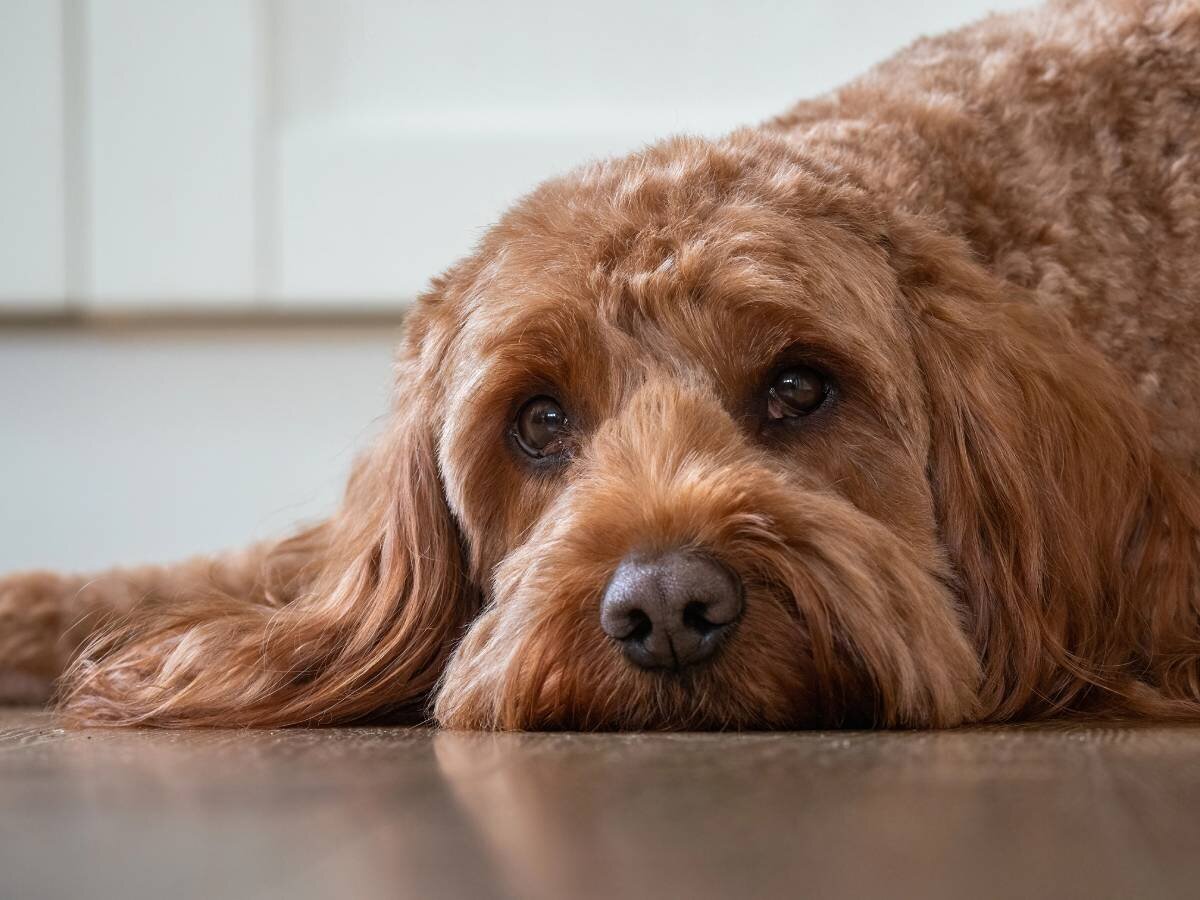 img-ingoodpawsconcierge (18)