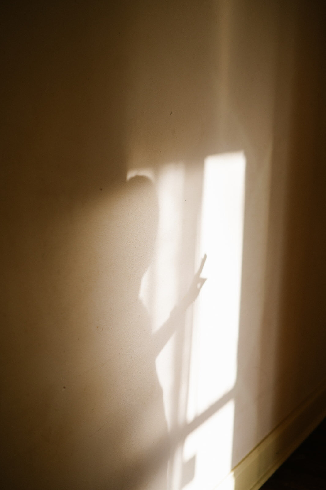 0067_cowsert