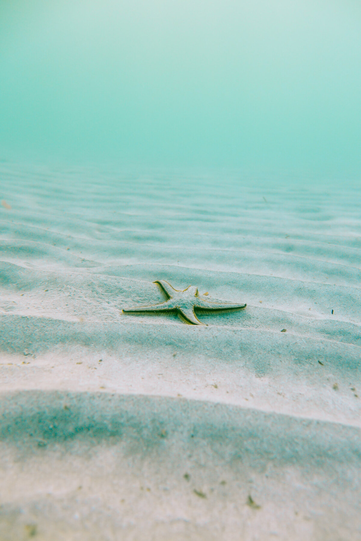 sealife_02b