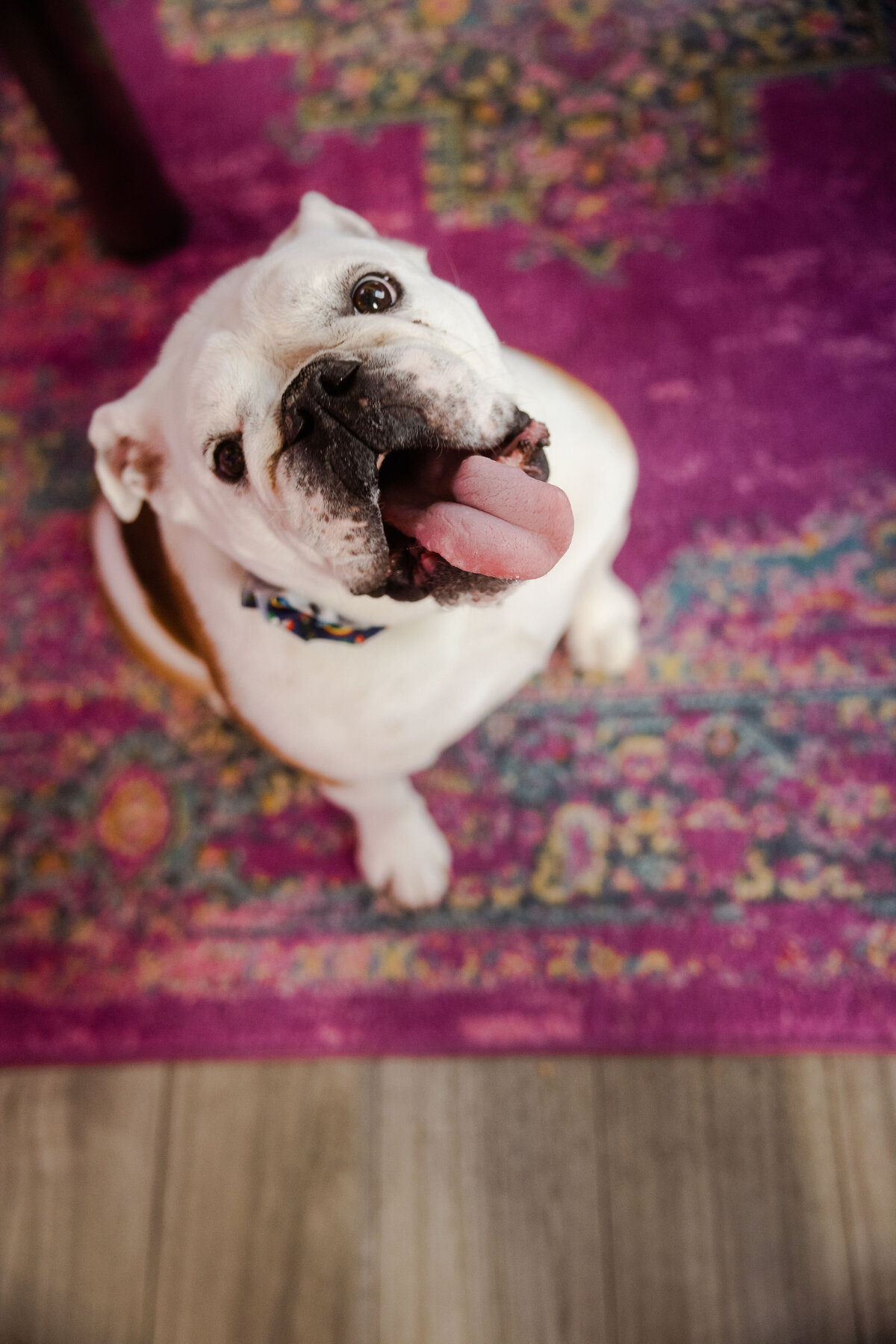 HillFamilyPetCare-19