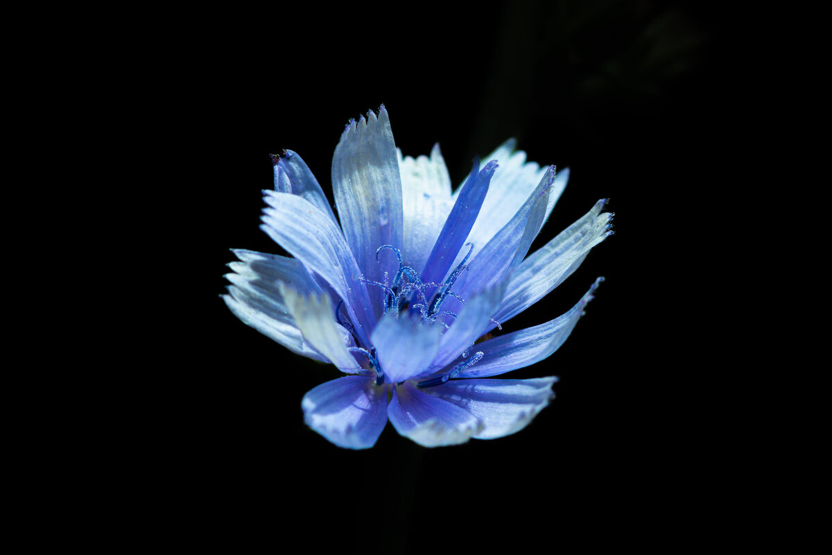 chicory_1802_C1