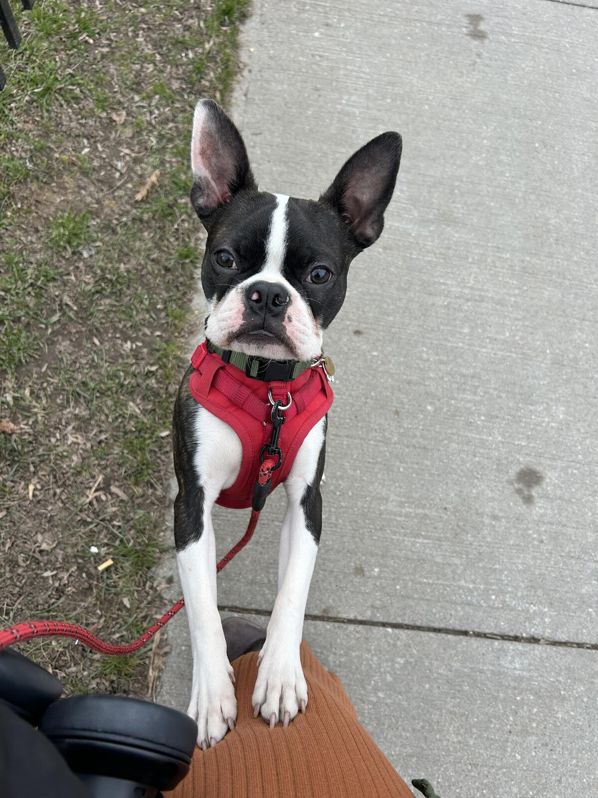 HamiltonToronto-PetSitting-027