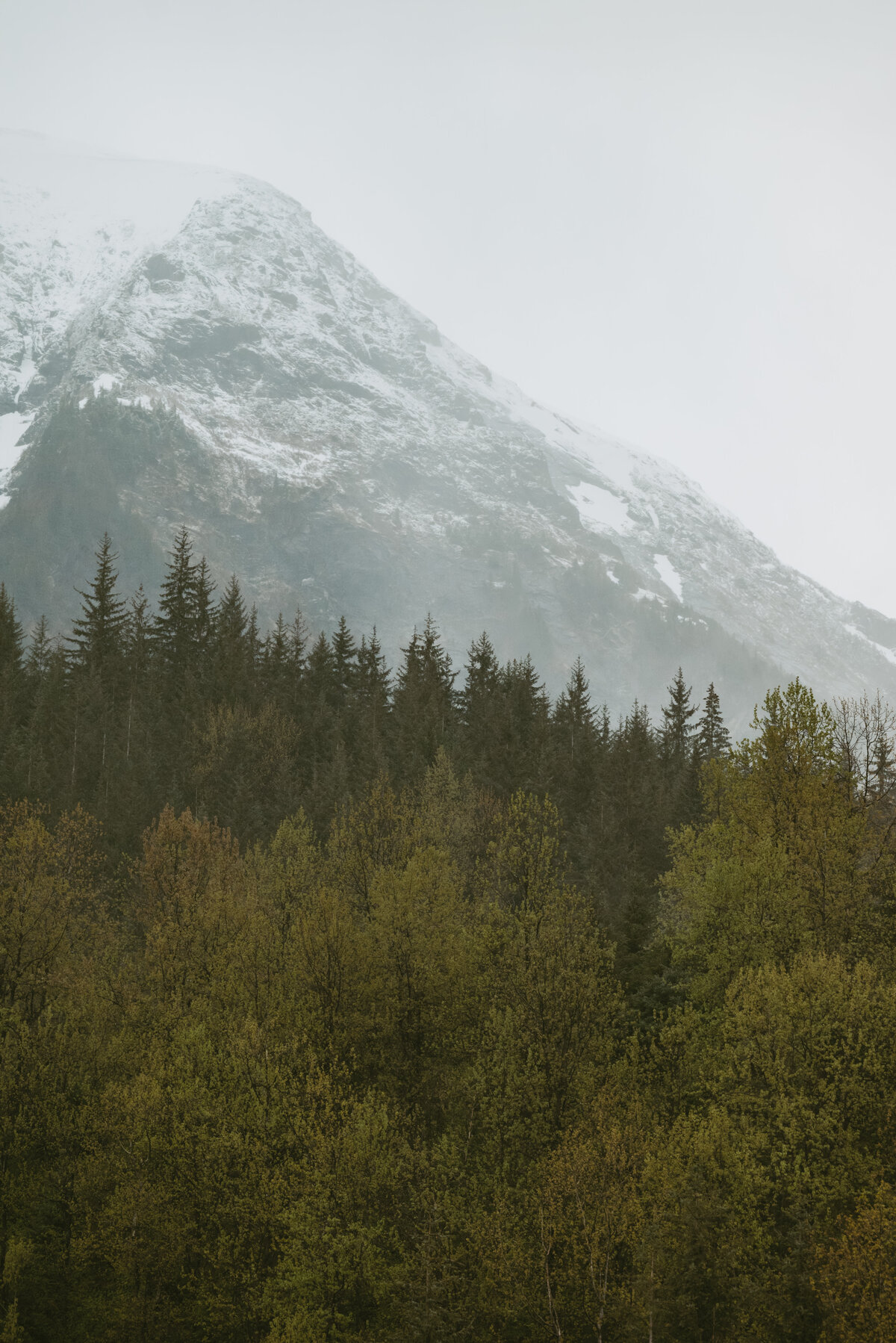 Mountain and pine trees