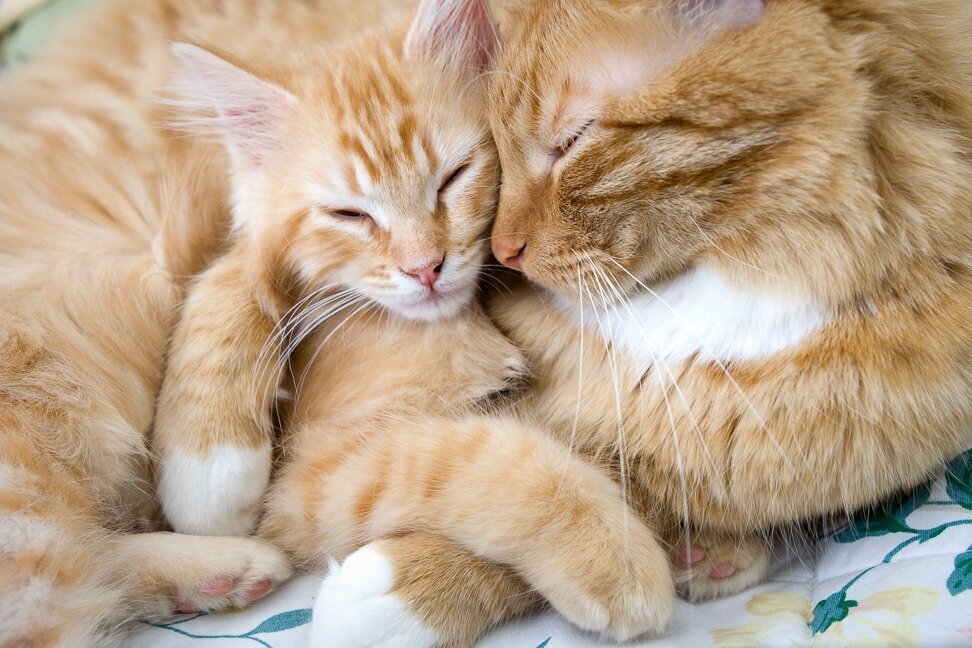 two tabby cats snuggle