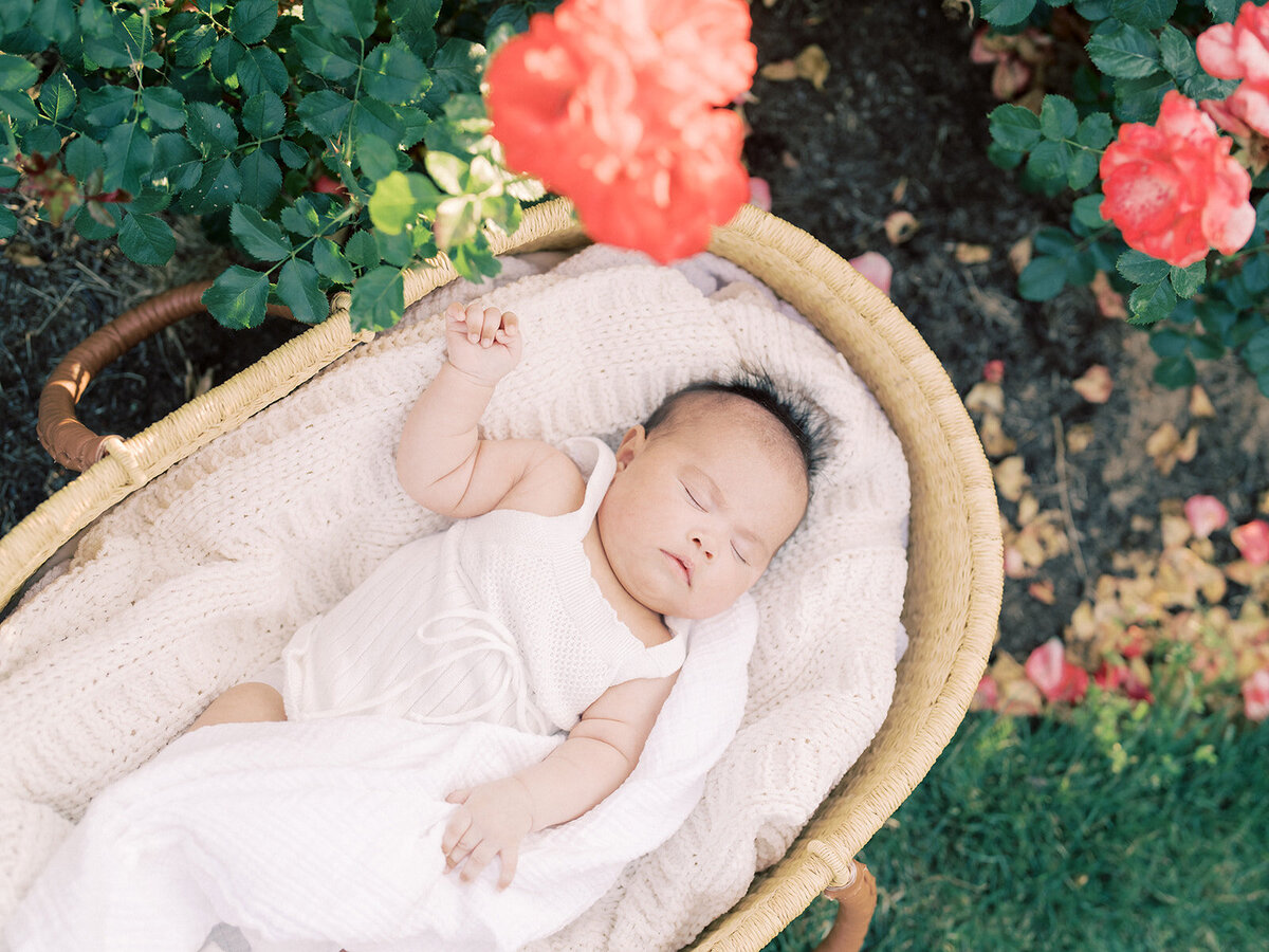 Baby girl lays in a Moses basket in a rose garden.