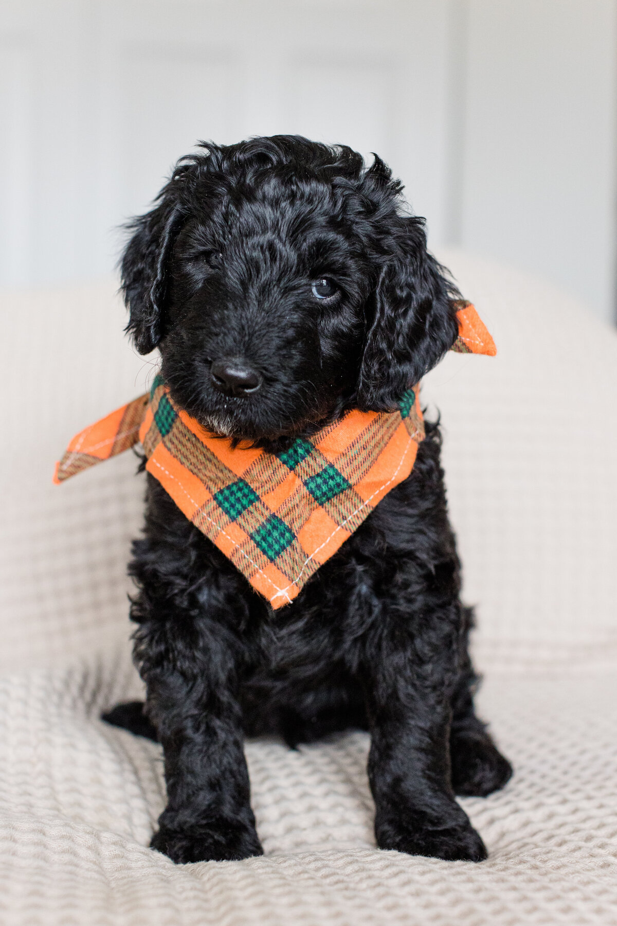 096_Bernedoodles