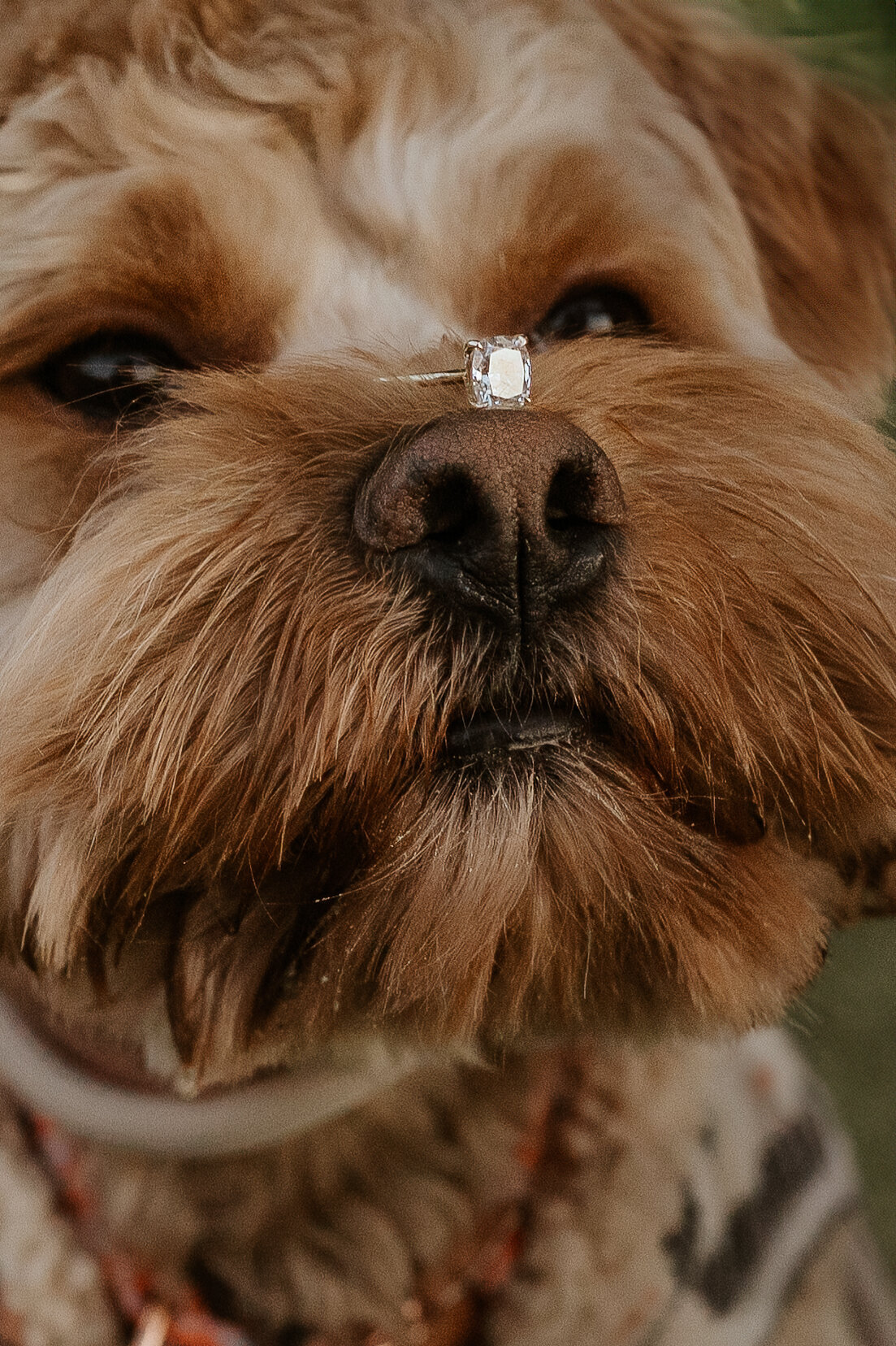 Photograph of engagement ring on dogs nose 