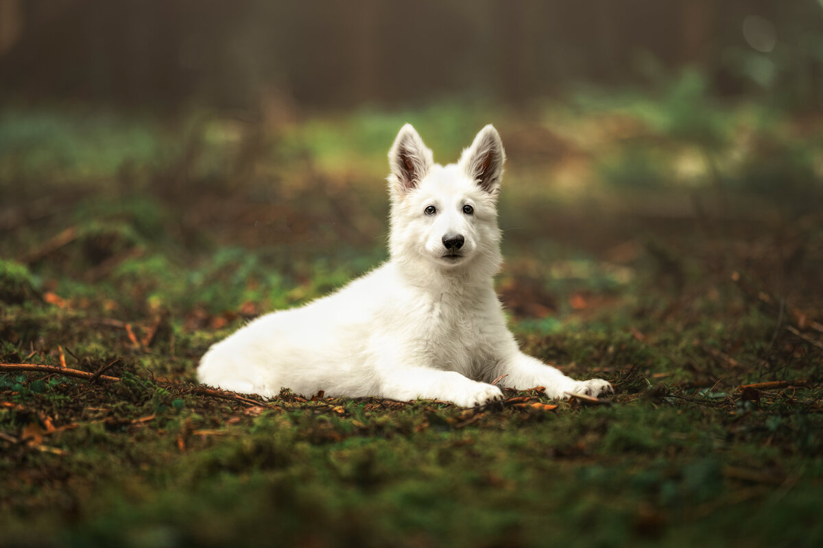Hundefotografie-chemnitz-Tierfotografie-fotograf-Uhldingen-Bodensee-Hamburg-Dresden-Erfurt-Konstanz