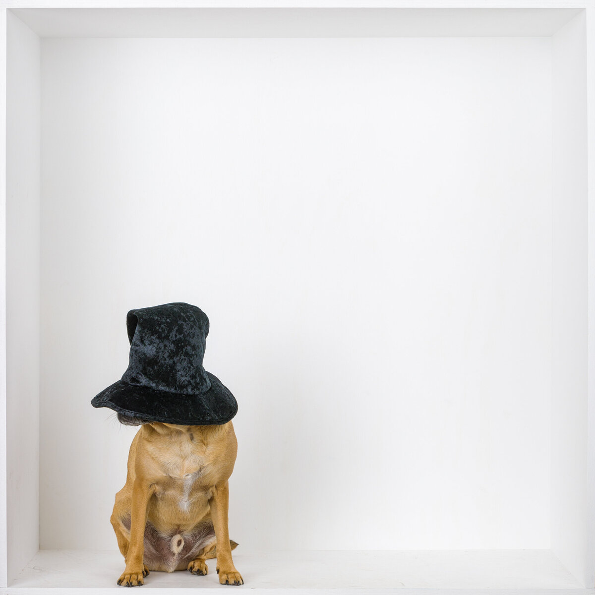 A dog earing a funny hat in a white box