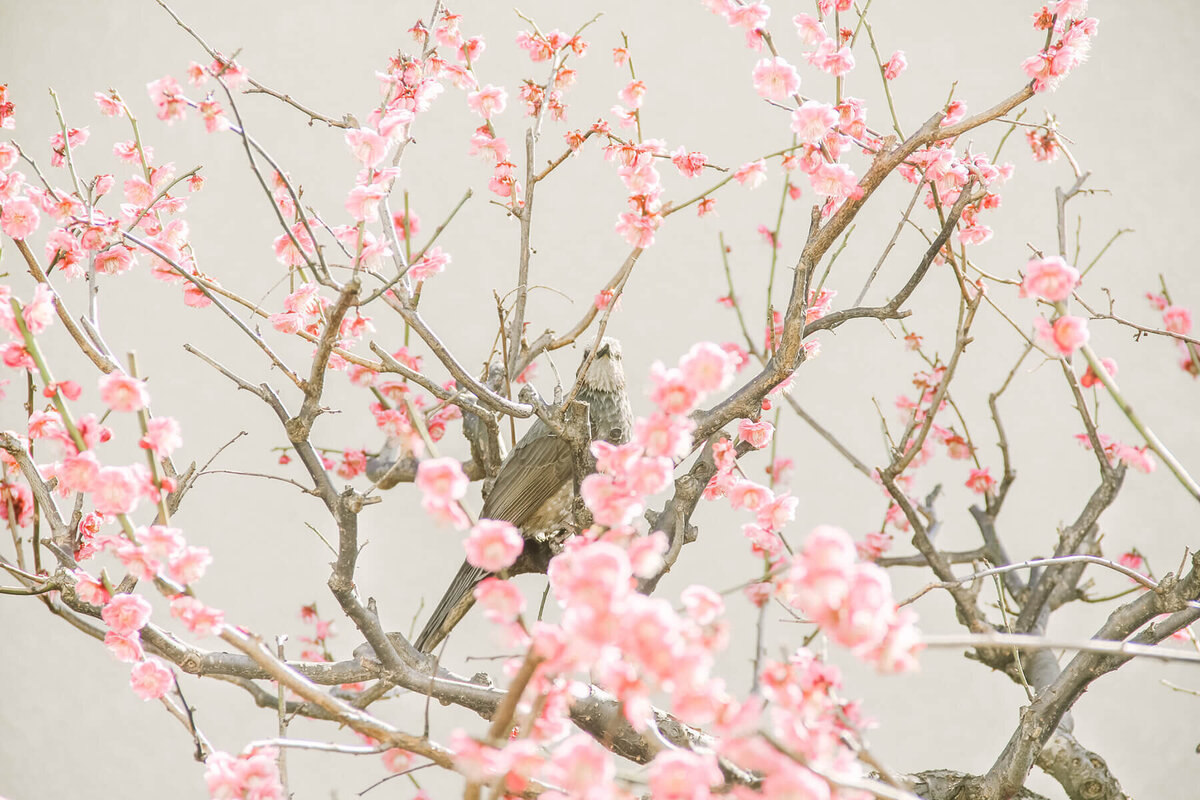 YukikaIshikawaPhotography20