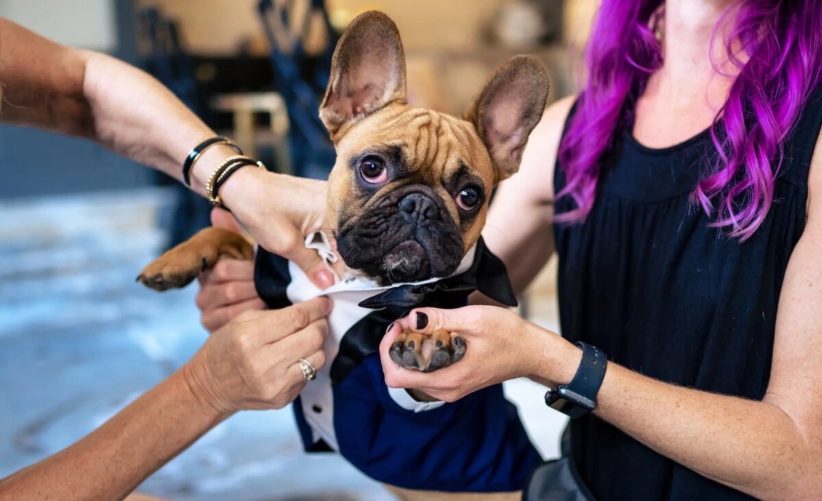 A person putting on a suit on a dog.