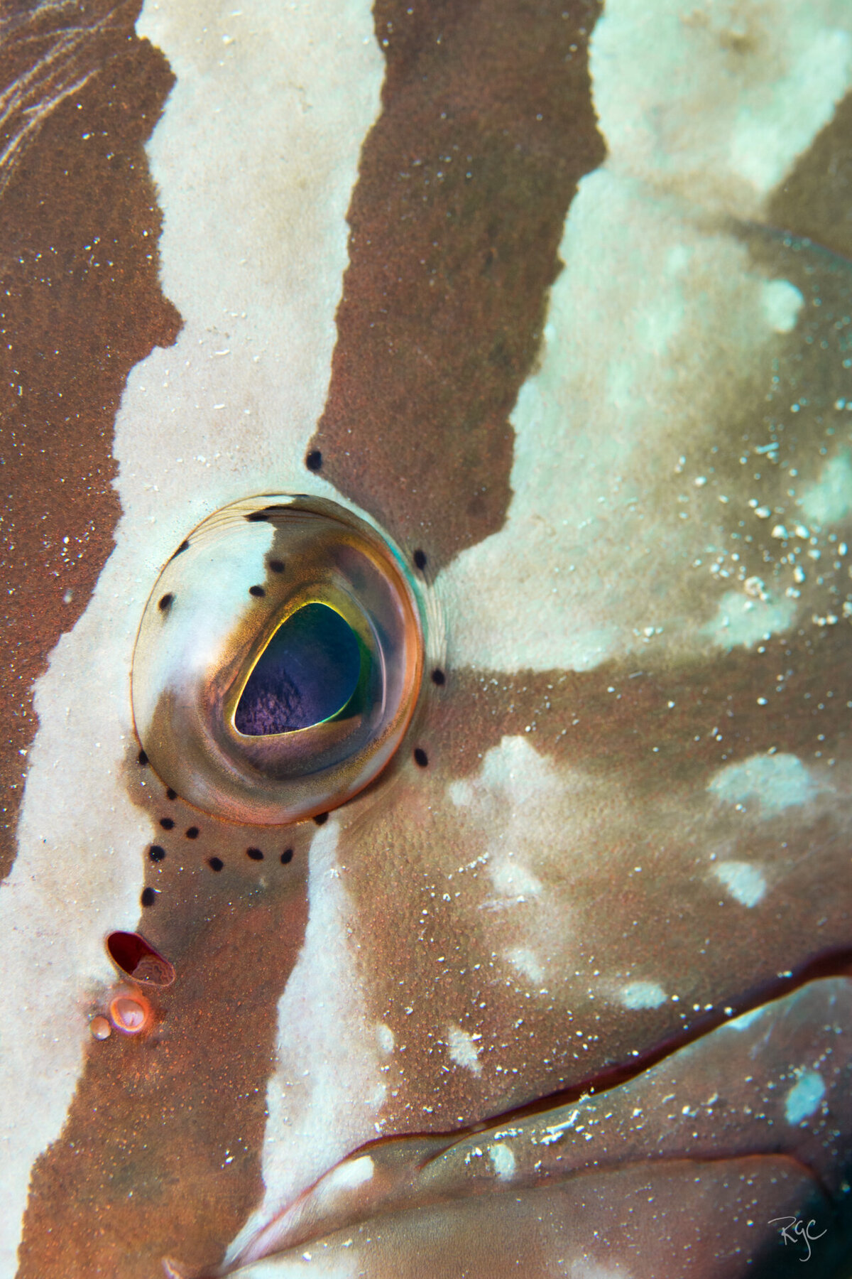 RGEORGE_2019_Roatan2019_5B9A0297_0038