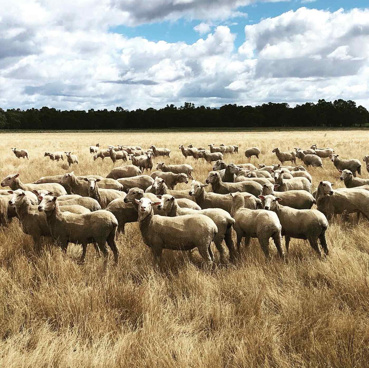 Sheering breeding