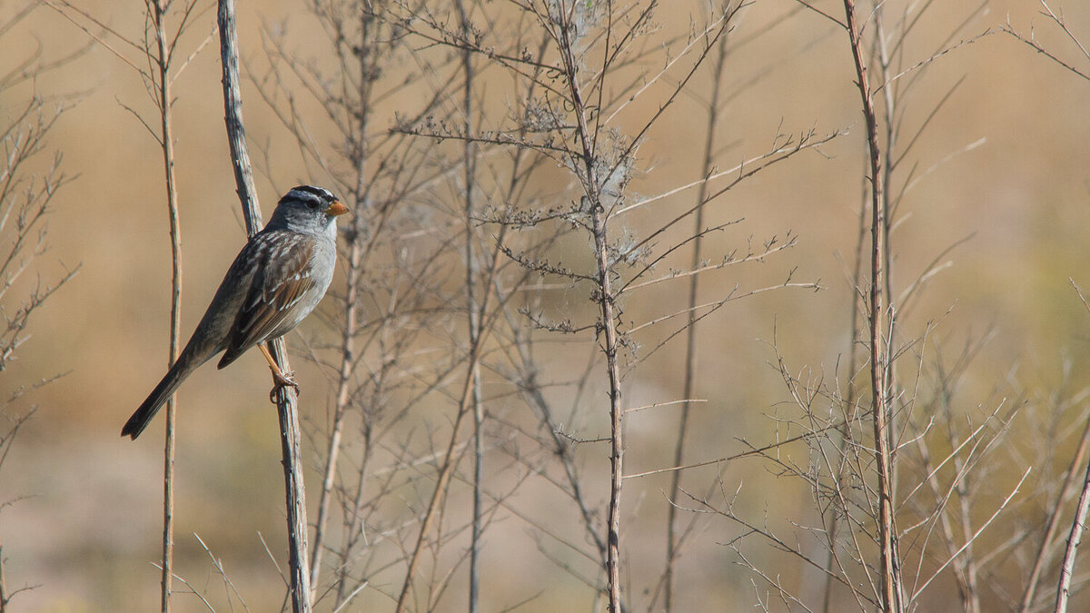sparrow-bird-golden
