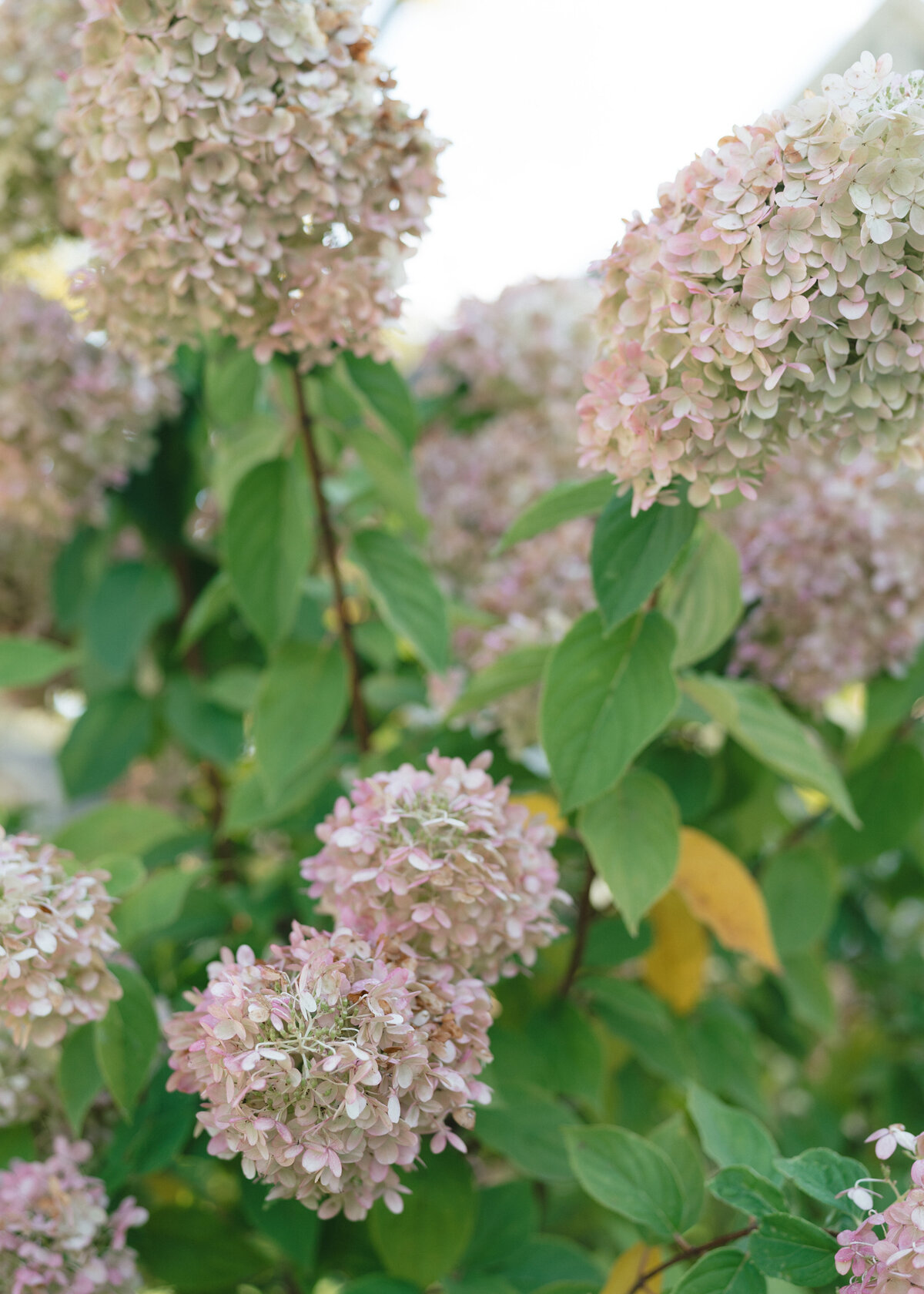 wisconsin wedding photographer