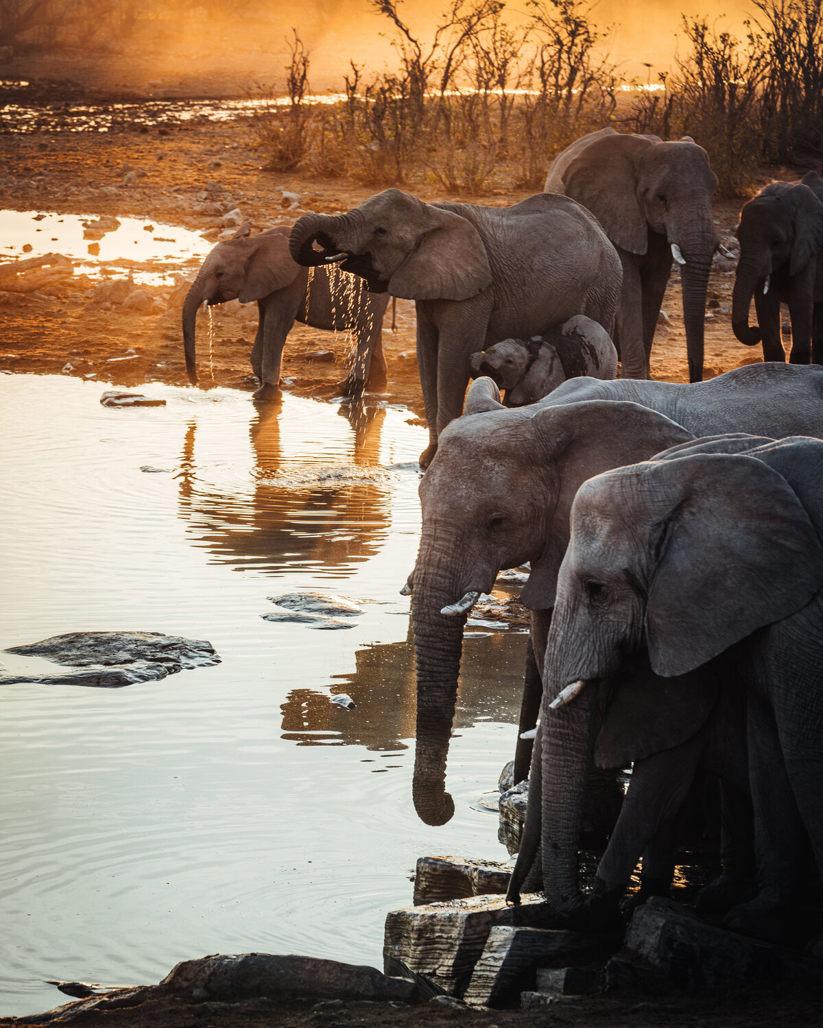 41_elephants_helloemilie