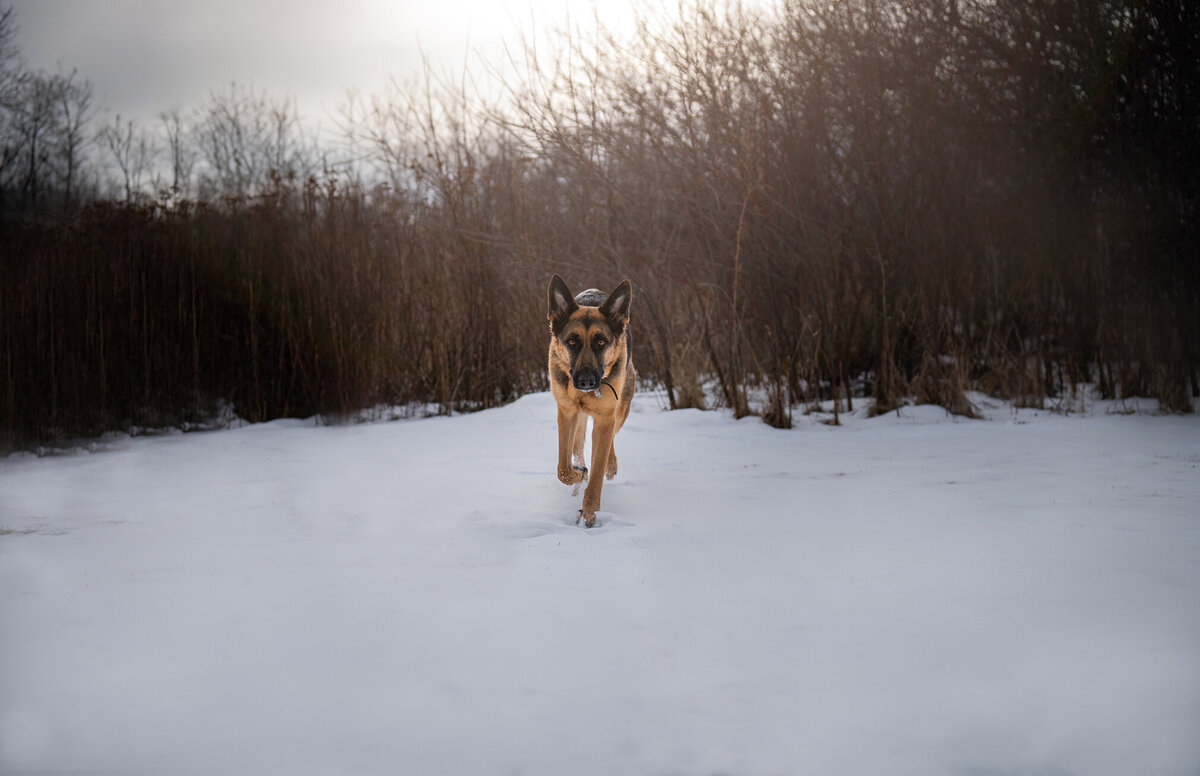 German Shepherd running through snowy woods during a Rainbow Bridge session in Duluth, MN. Captured during golden hour by pet photographer Paddle Paws.

