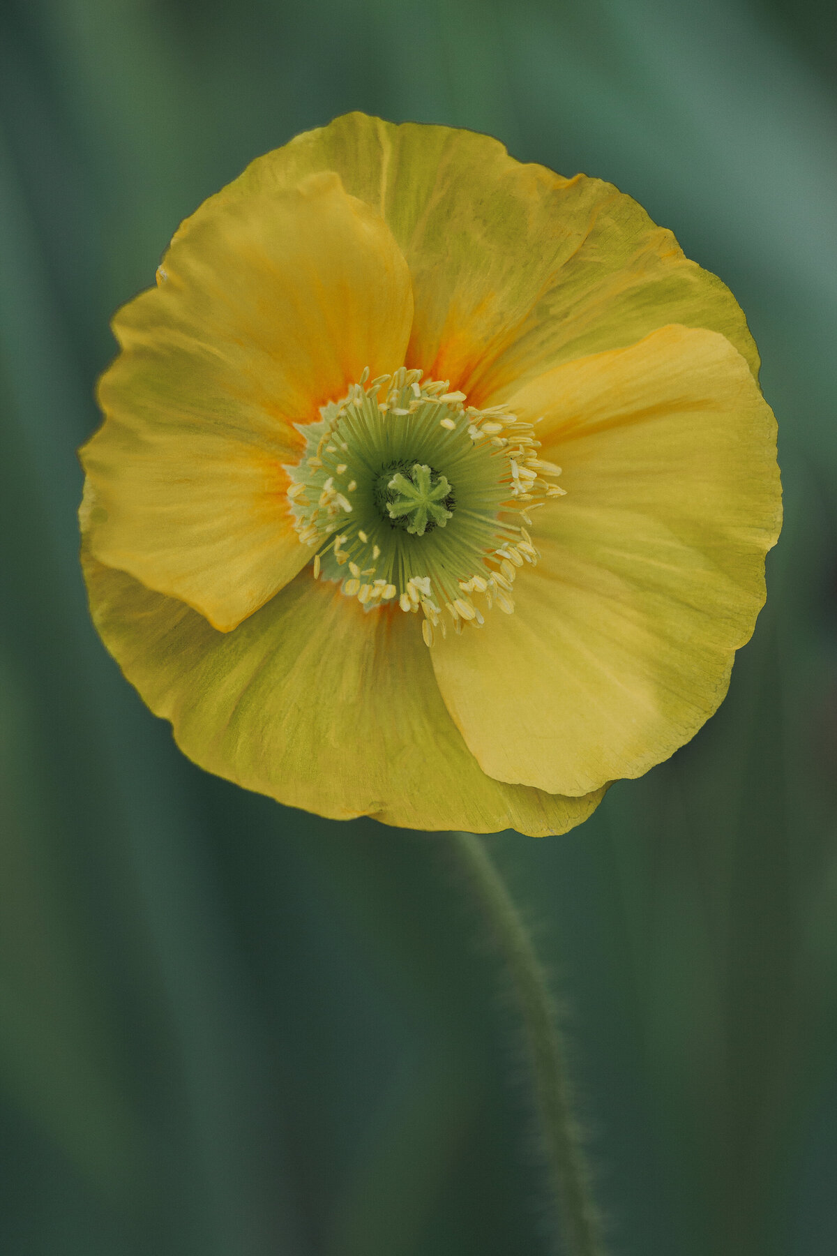 icelandic_poppy_0465