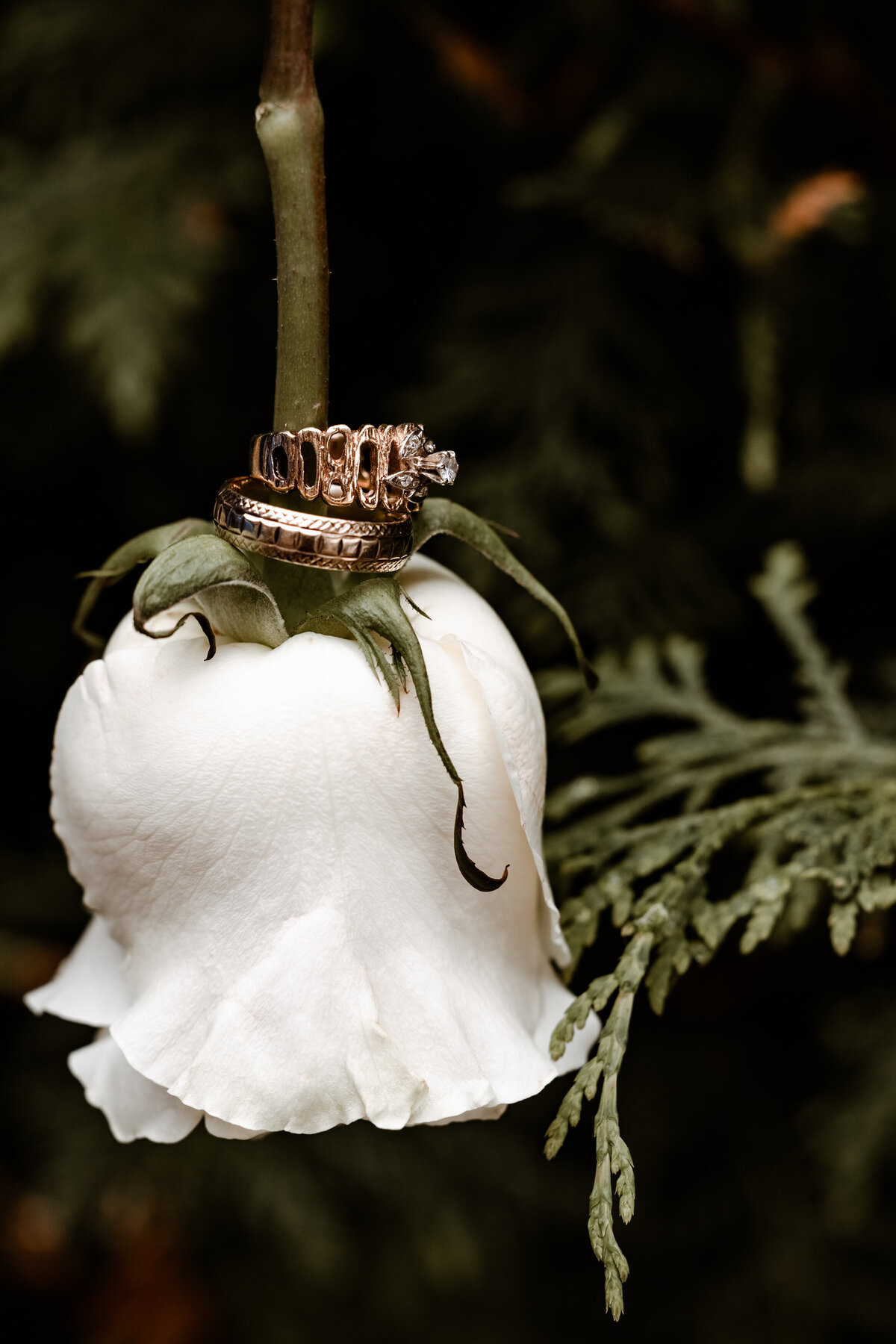 BlPhoto Mariage Rose avec alliances lors du mariage