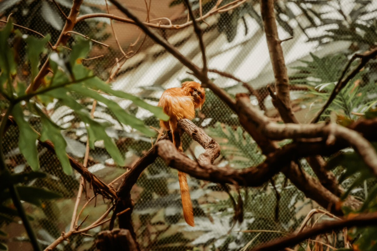 Golden Lion Tamarin