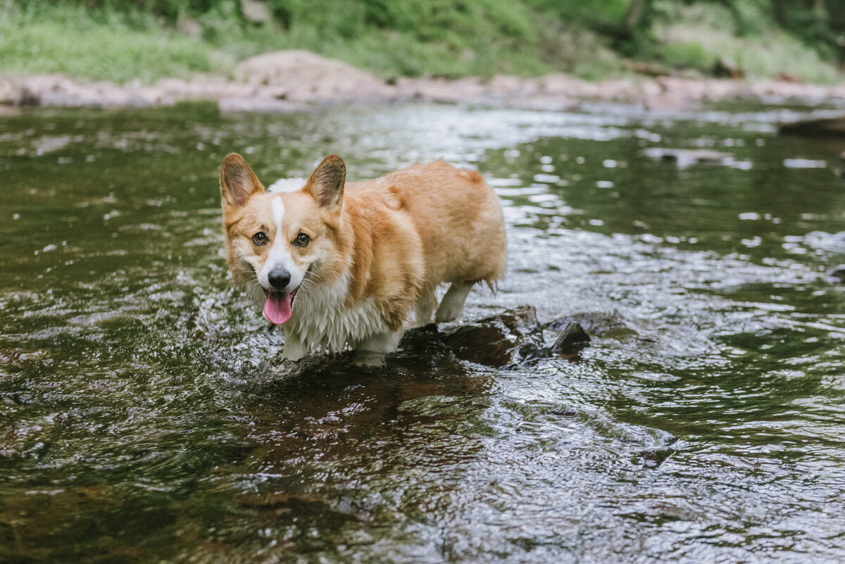 corgi-pet-photos-mid-atlantic