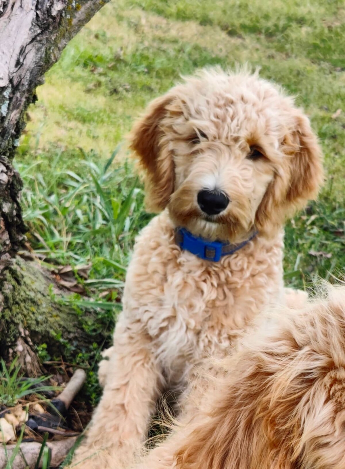 Small Country Mini Doodles Kansas City Cavapoos379960365_1463874390986486_6439452384584368481_n