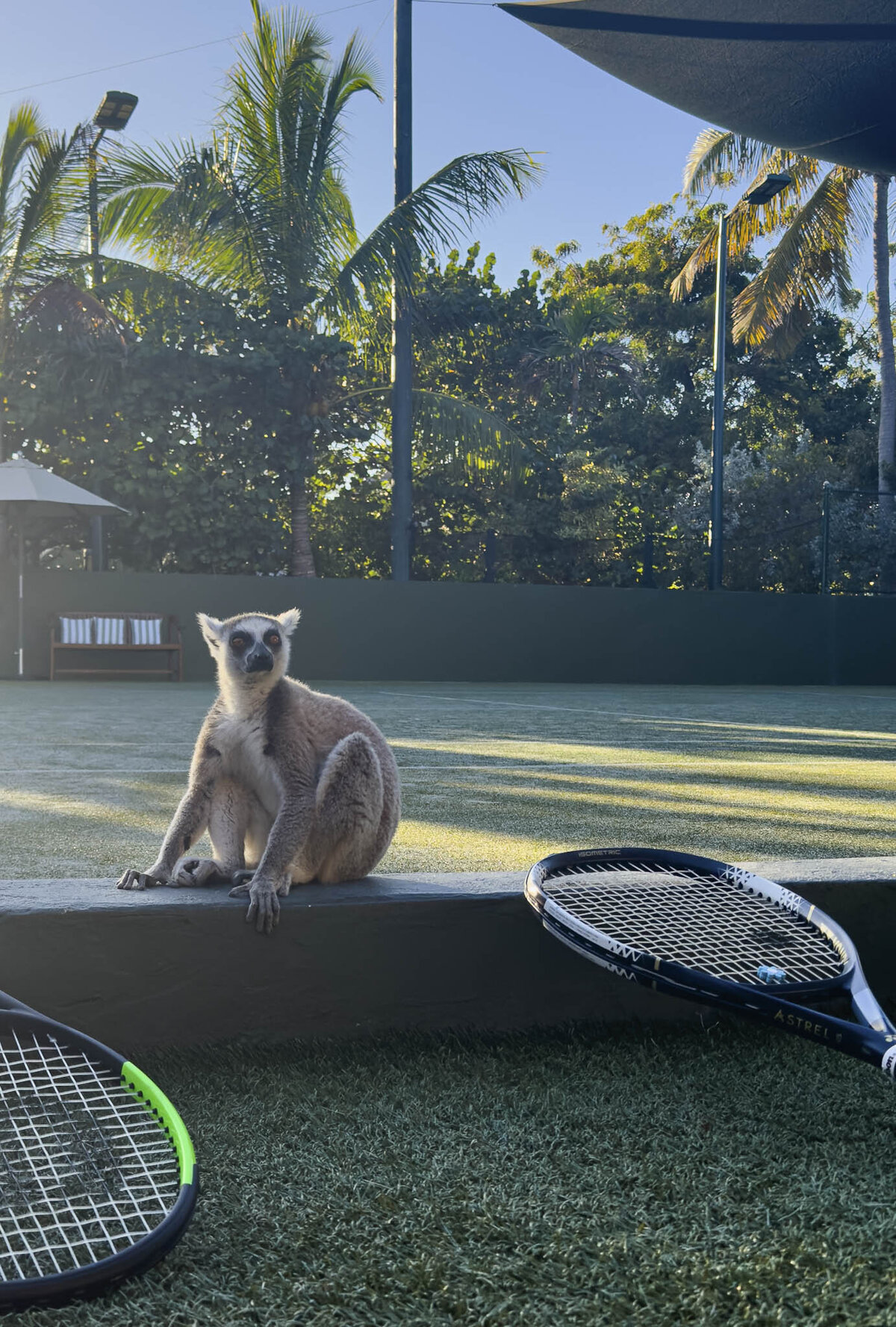 Necker island Lemurs Tennis BVI_Stephanie Vermillion 
