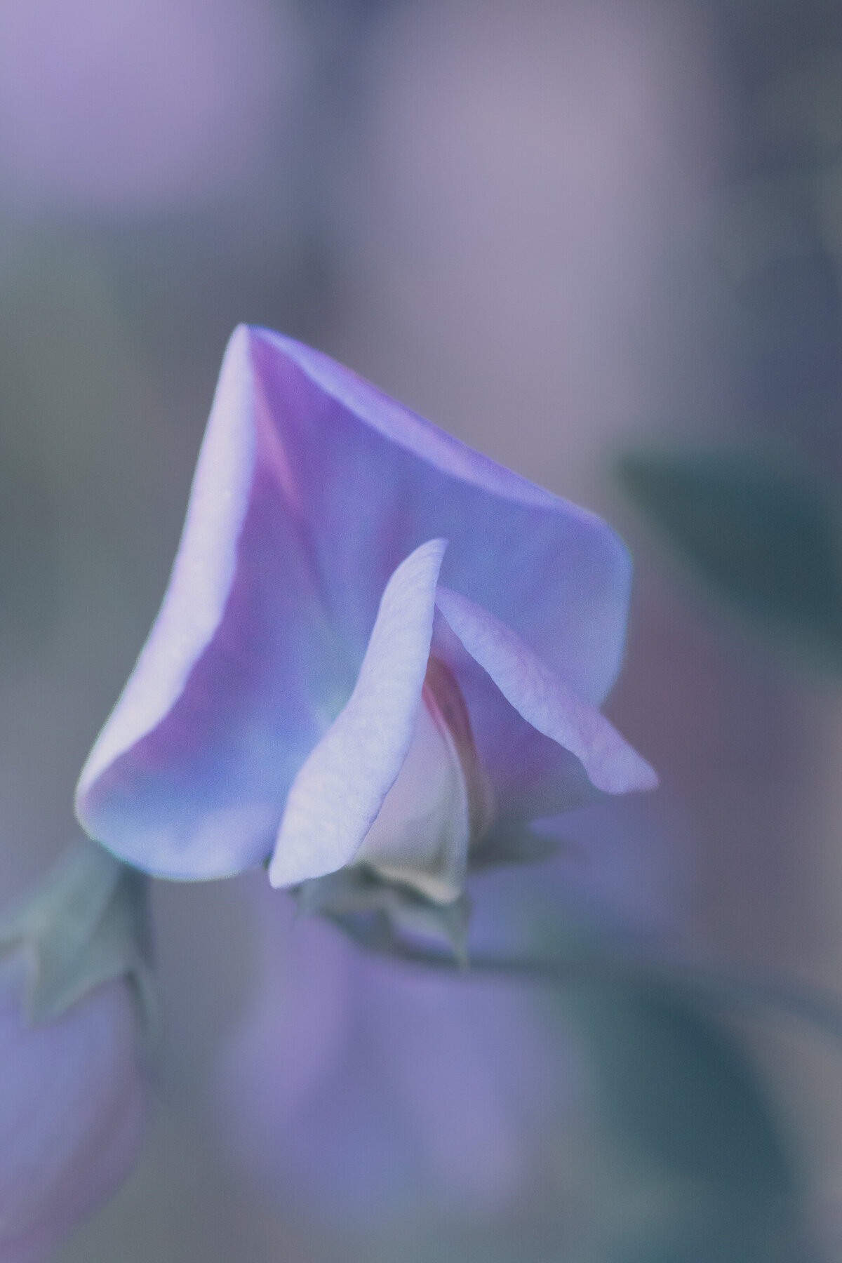 sweet_pea_0343-2