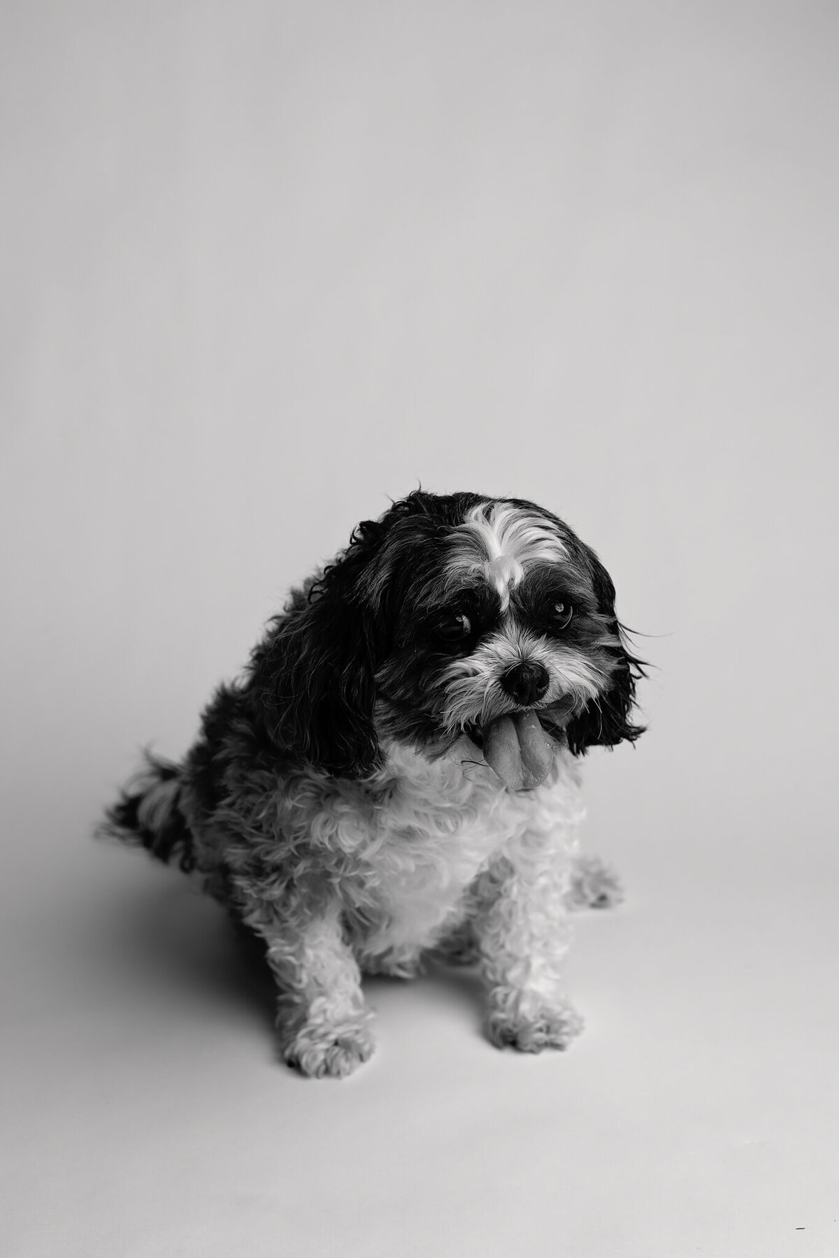 NW Arkansas pet photographer, dog photography NW Arkansas, pet photography near me