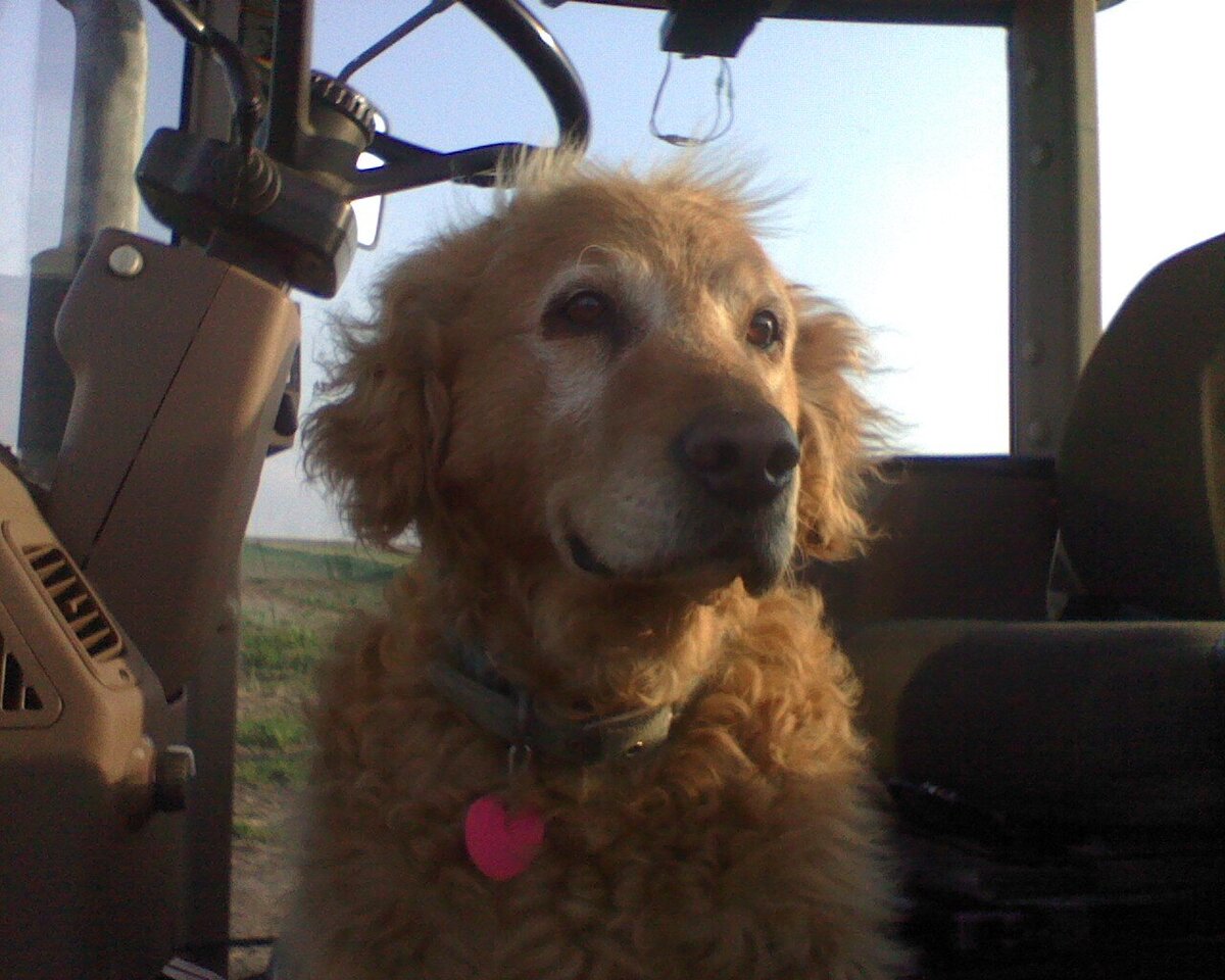 Appelgate-Golden-Retriever-Puppies-Rose-15