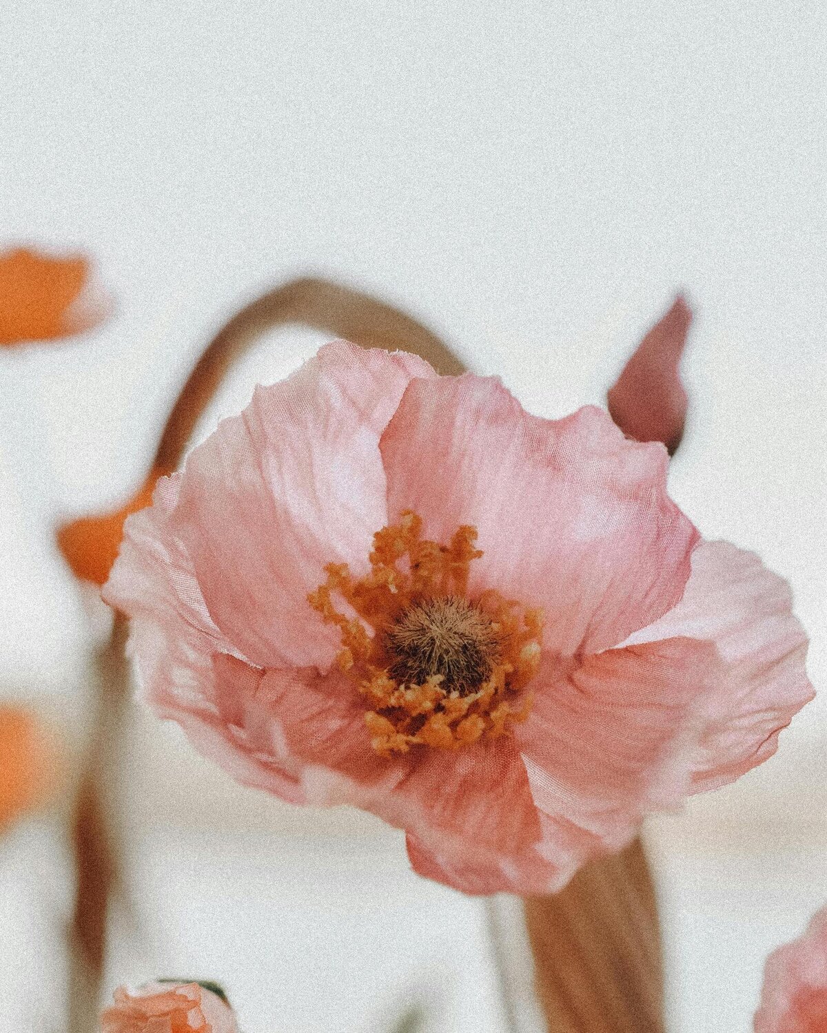 pexels-qwirkiandco-14901269