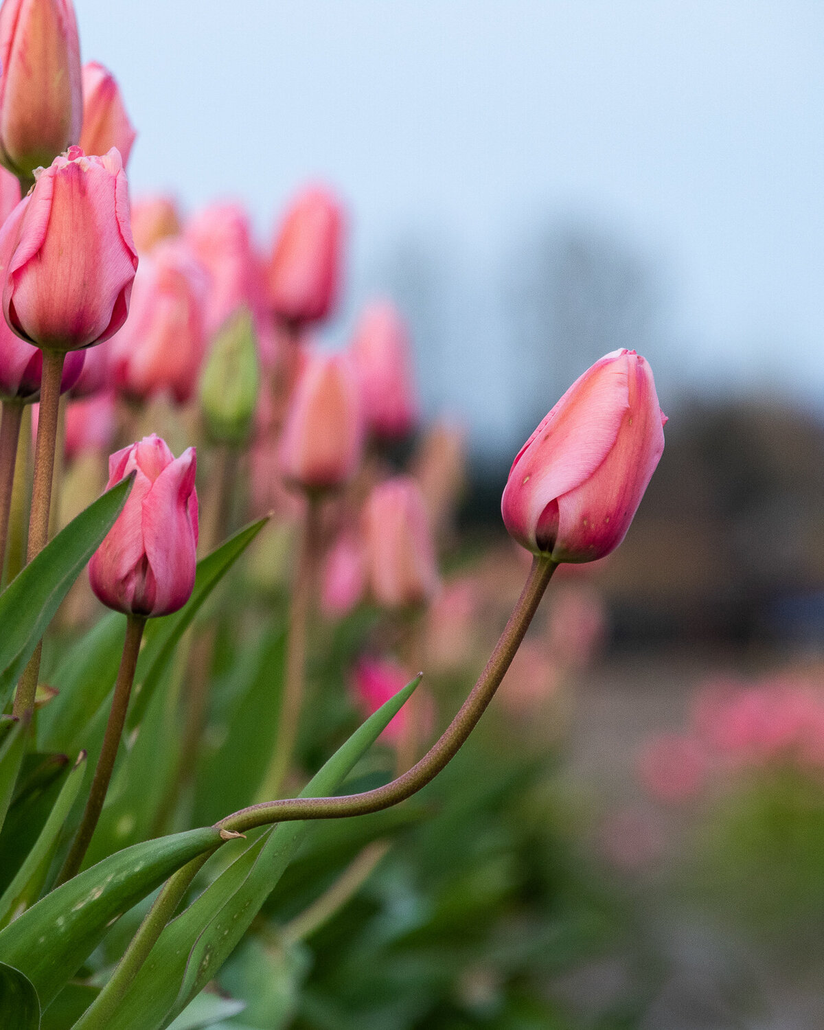 pink-tulip-flower-skagit-valley