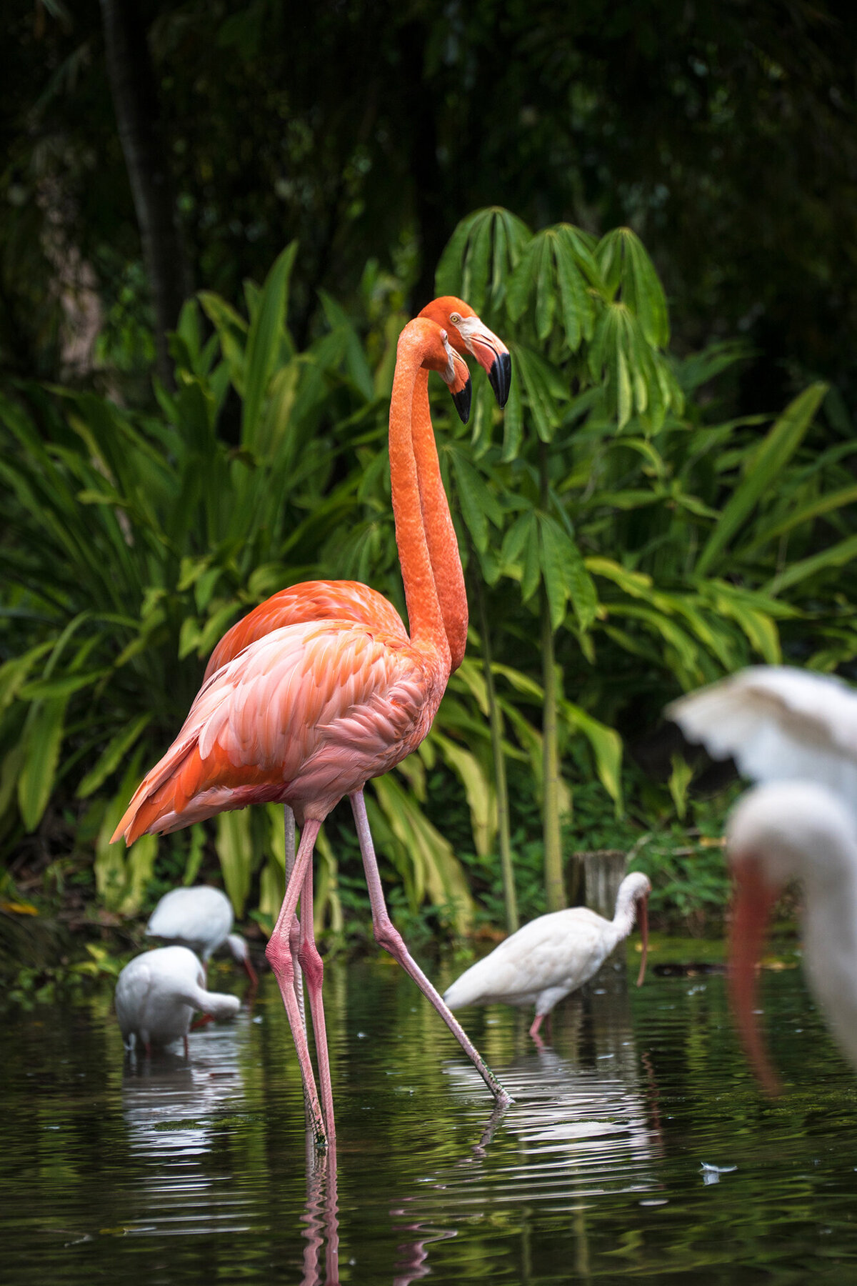 Flamingos_web