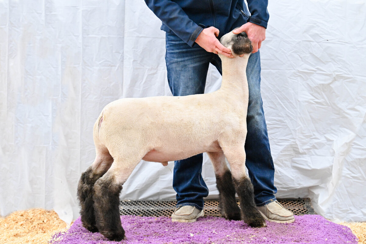 wether sale picture