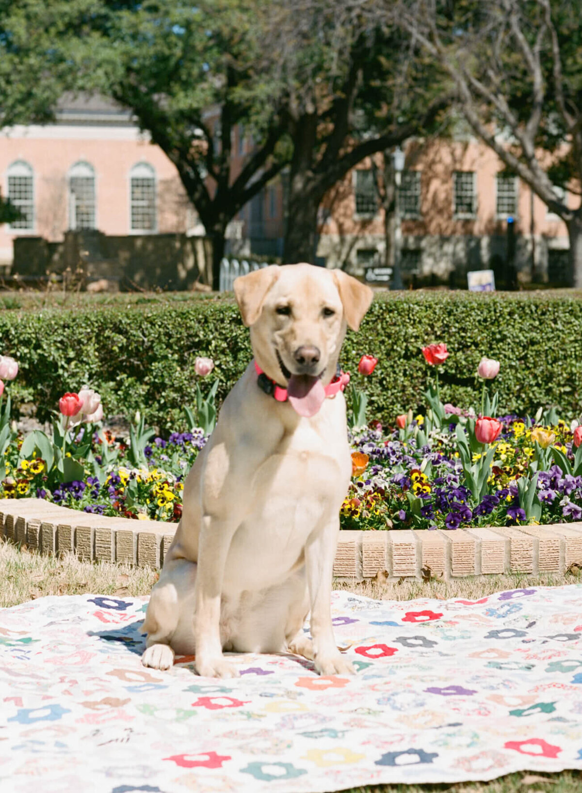 A wedding engagement session photo taken in Fort Worth Texas