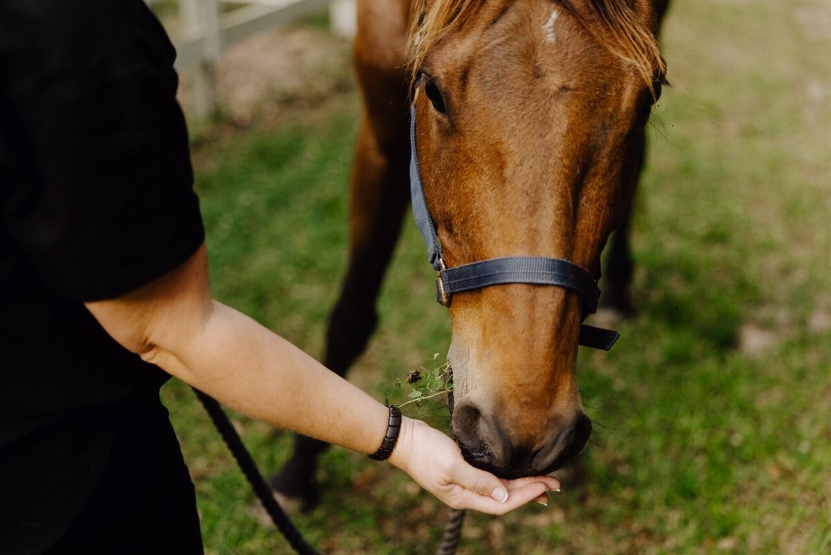 Mobile integrative veterinary care South Carolina_Burkett Veterinary Services 34 Large
