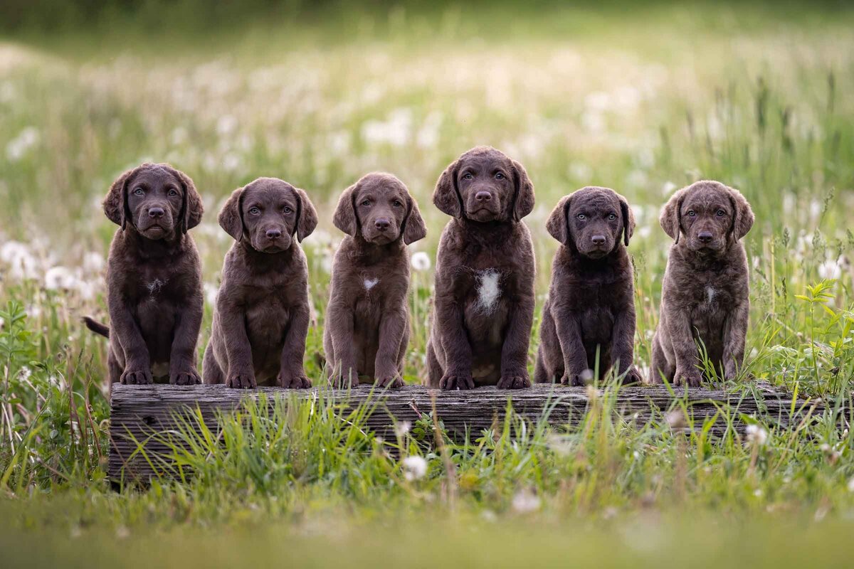 FSpuppies-W