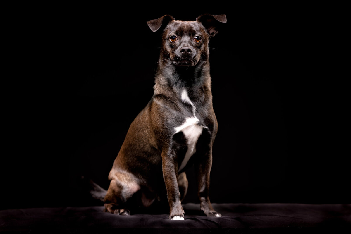seattle-dog-photographer-2