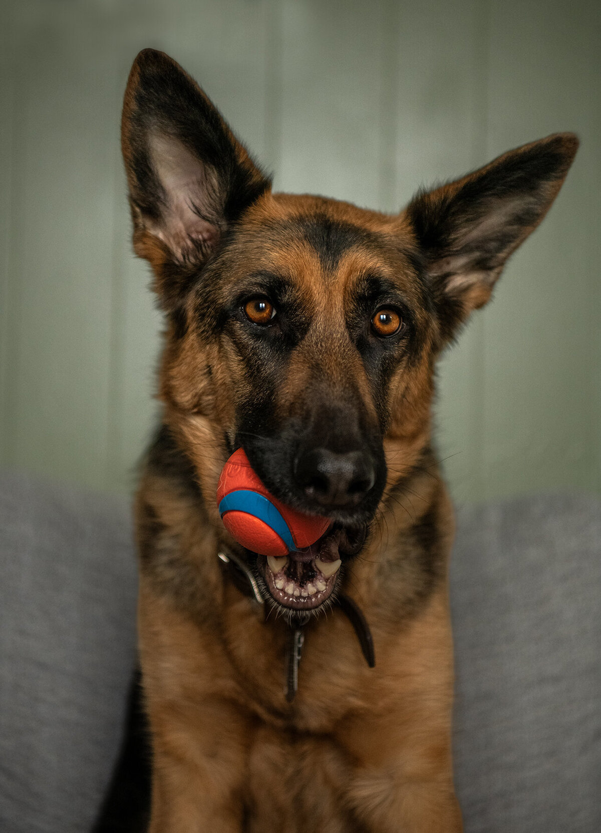 RainbowBridge_Duluth_Minnesota_Northshore_Dogphotos_GermanShepherd_indoorpetphotos_athomepetphotos_athomesessions