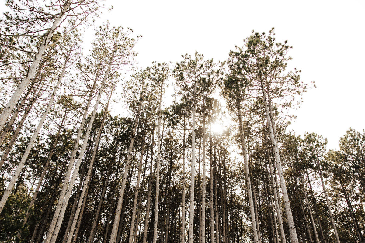 Pinewood Events - Minnesota Modern Nature Inspired Wedding Event Venue - 62