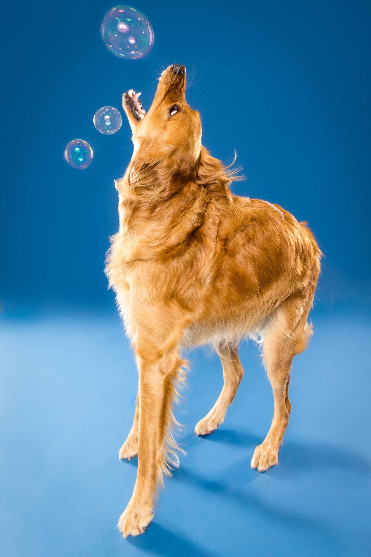 Portfolio - The Beloved Pup Photo Studio - Alabama Dog Photographer 5