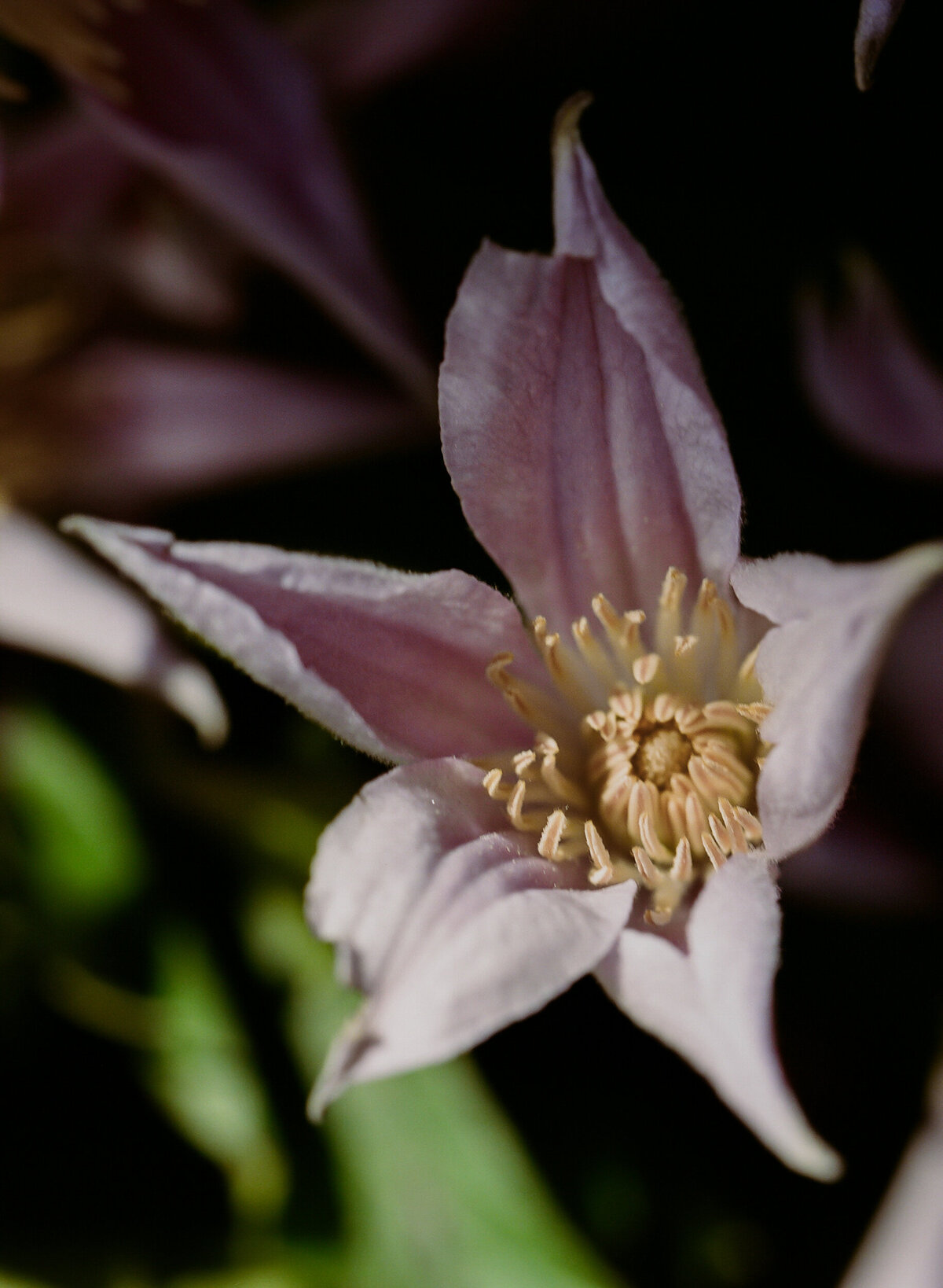 DT-25-siren floral workshop-16