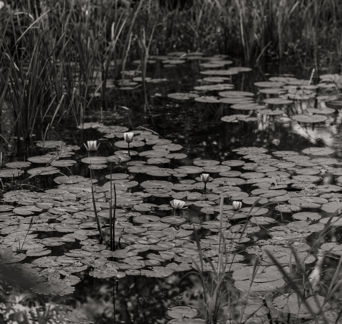 BW-DMV-Engagement-Session-Maryland-Photographer-Laced-Honey-Photography-05474