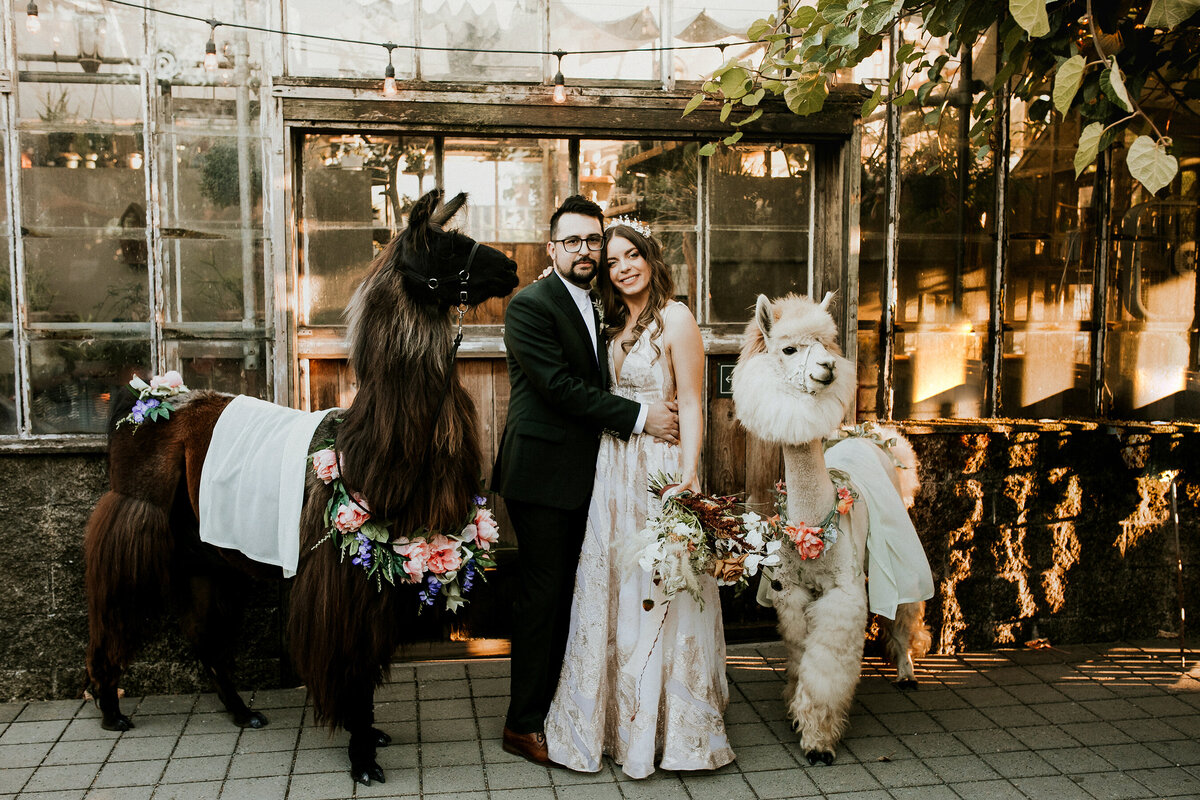 Hazelwood_Photo_Oregon-Wedding-Photography-Blockhouse-wedding-llamas