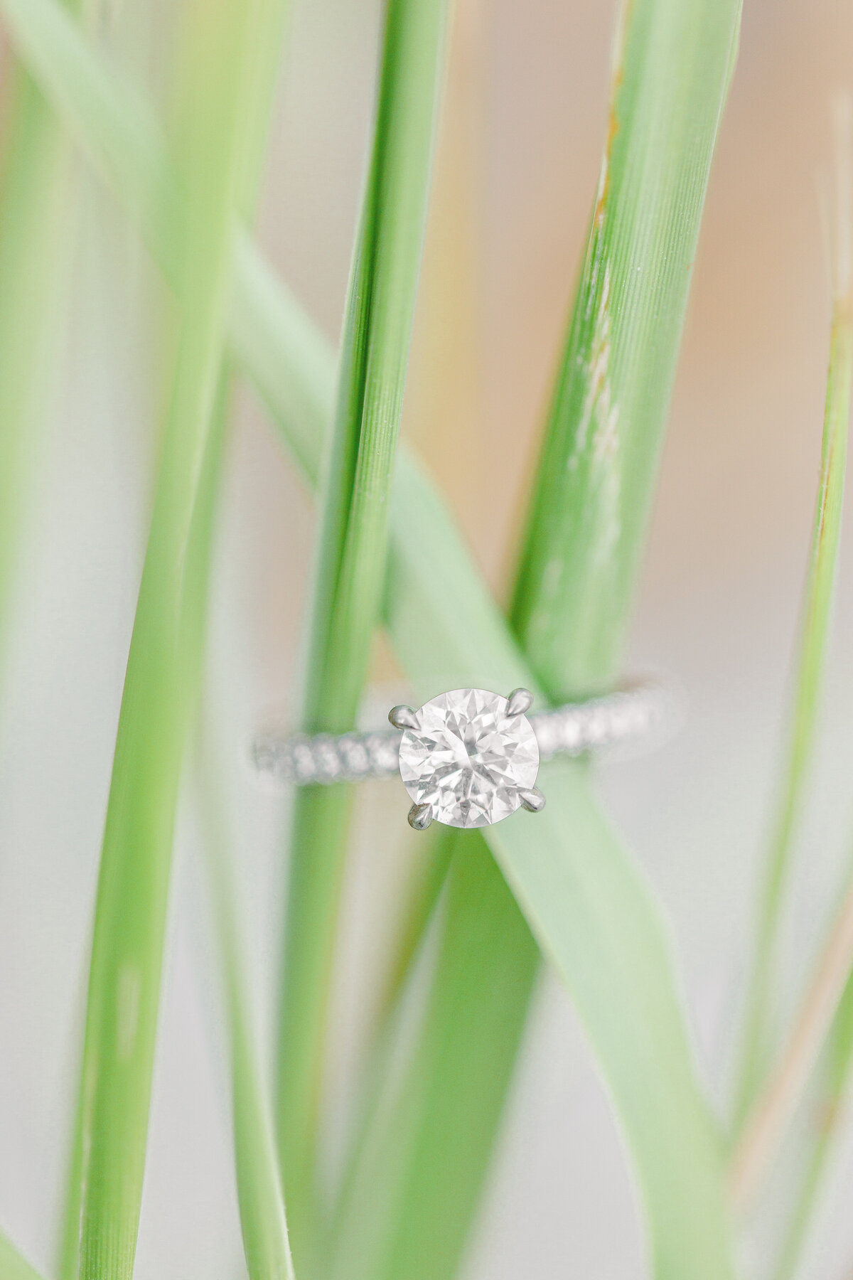 Engagement ring on beach grass representing MA beach engagement photography