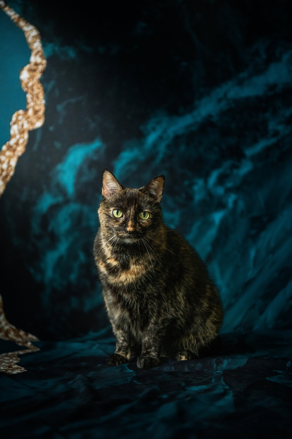 Cat is having a photoshoot done at home in the travel studio set-up by Paddle Paws Photography located in Duluth, Minnesota. 