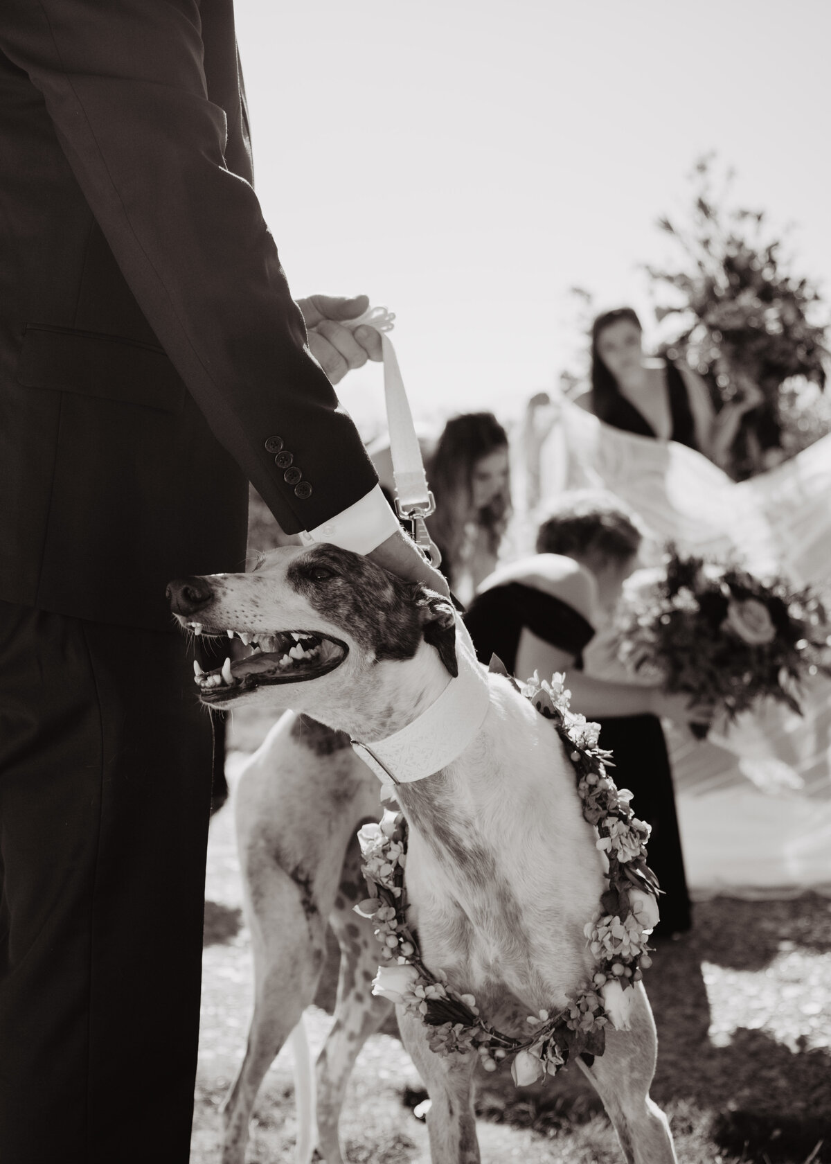 Photographers Jackson Hole capture dog at Grand Teton wedding