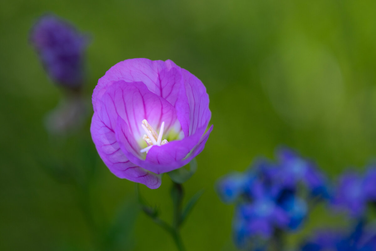 evening_primrose_0219